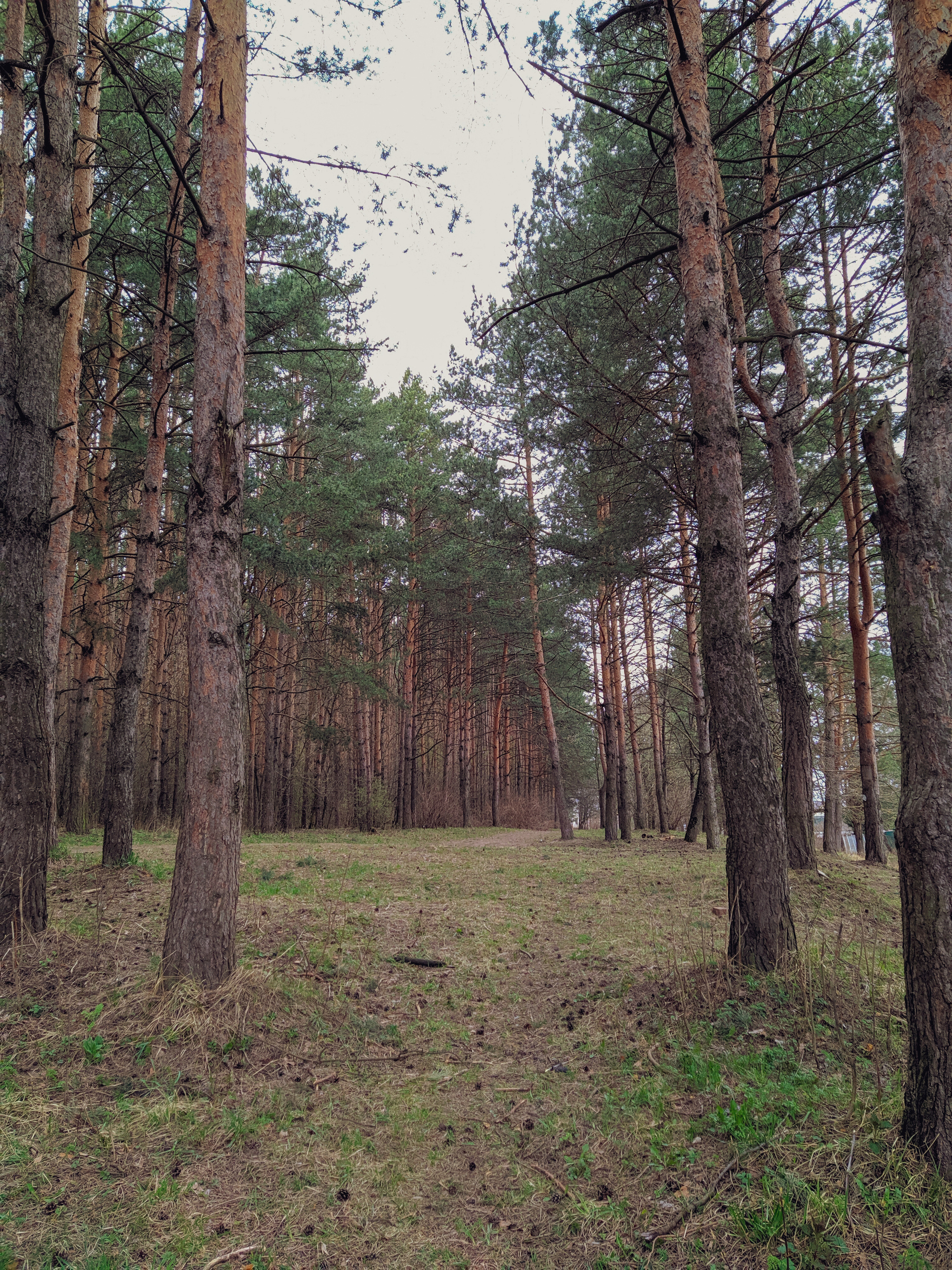 Pine forest - My, Forest, The sun, Mobile photography, Pine, The photo, Longpost