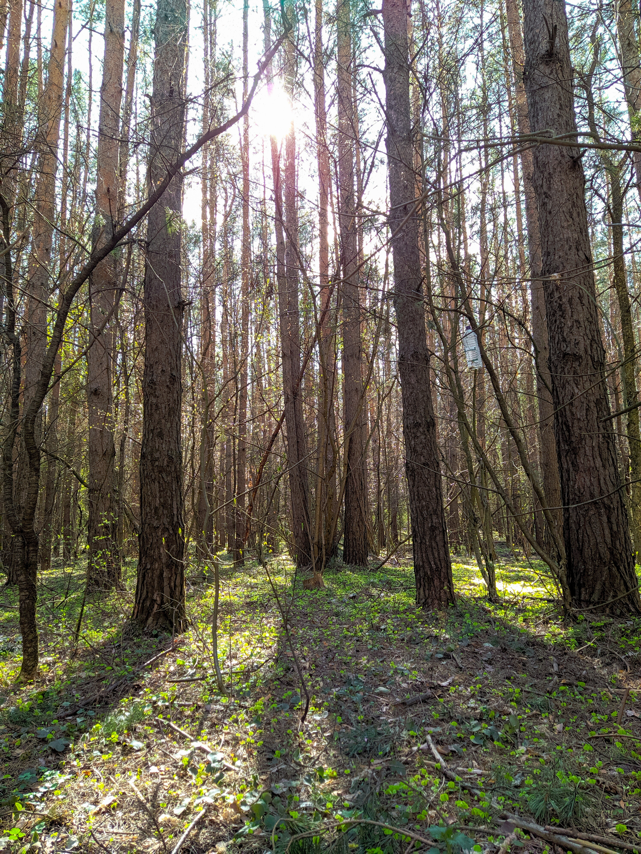 Pine forest - My, Forest, The sun, Mobile photography, Pine, The photo, Longpost