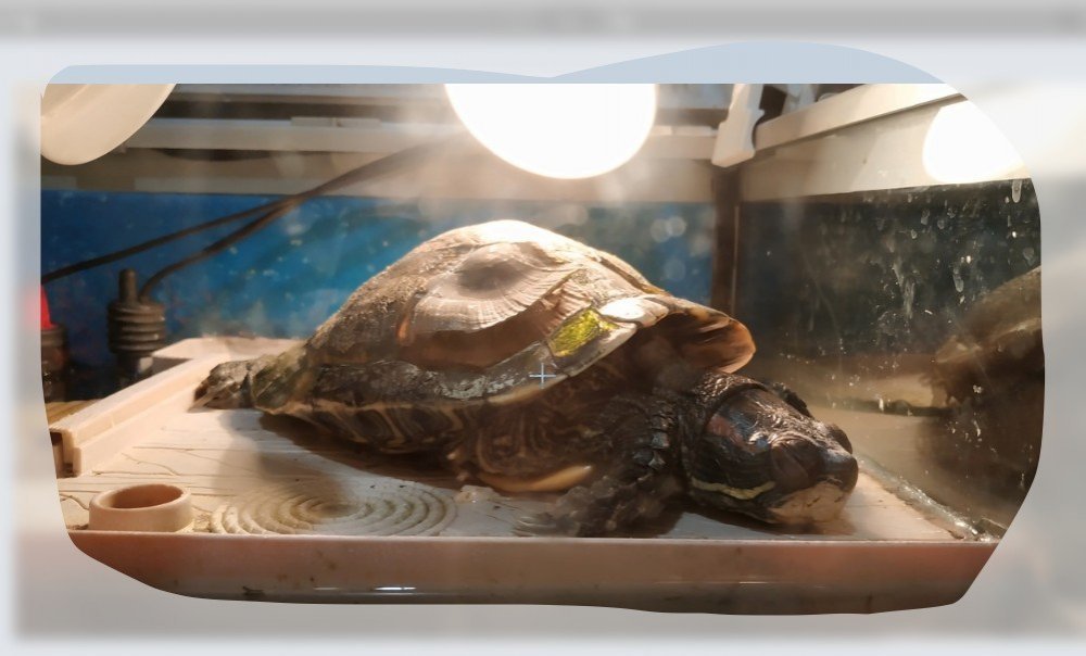 Life of turtles without proper conditions - My, Turtle, Pond slider, Pets, Negative, Longpost, No rating