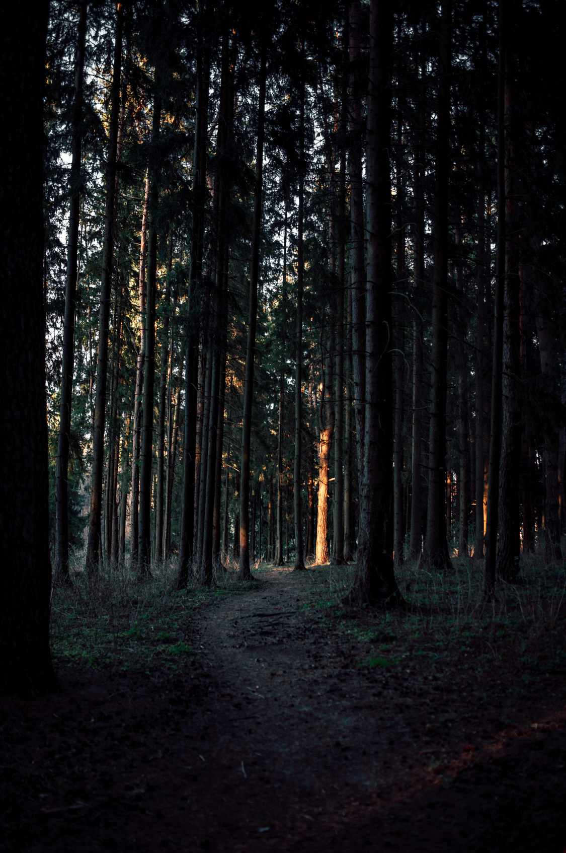 Forest trails - My, Forest, The photo, Nature, Spring, Pinery, Pine, Sunset, Tree, Longpost