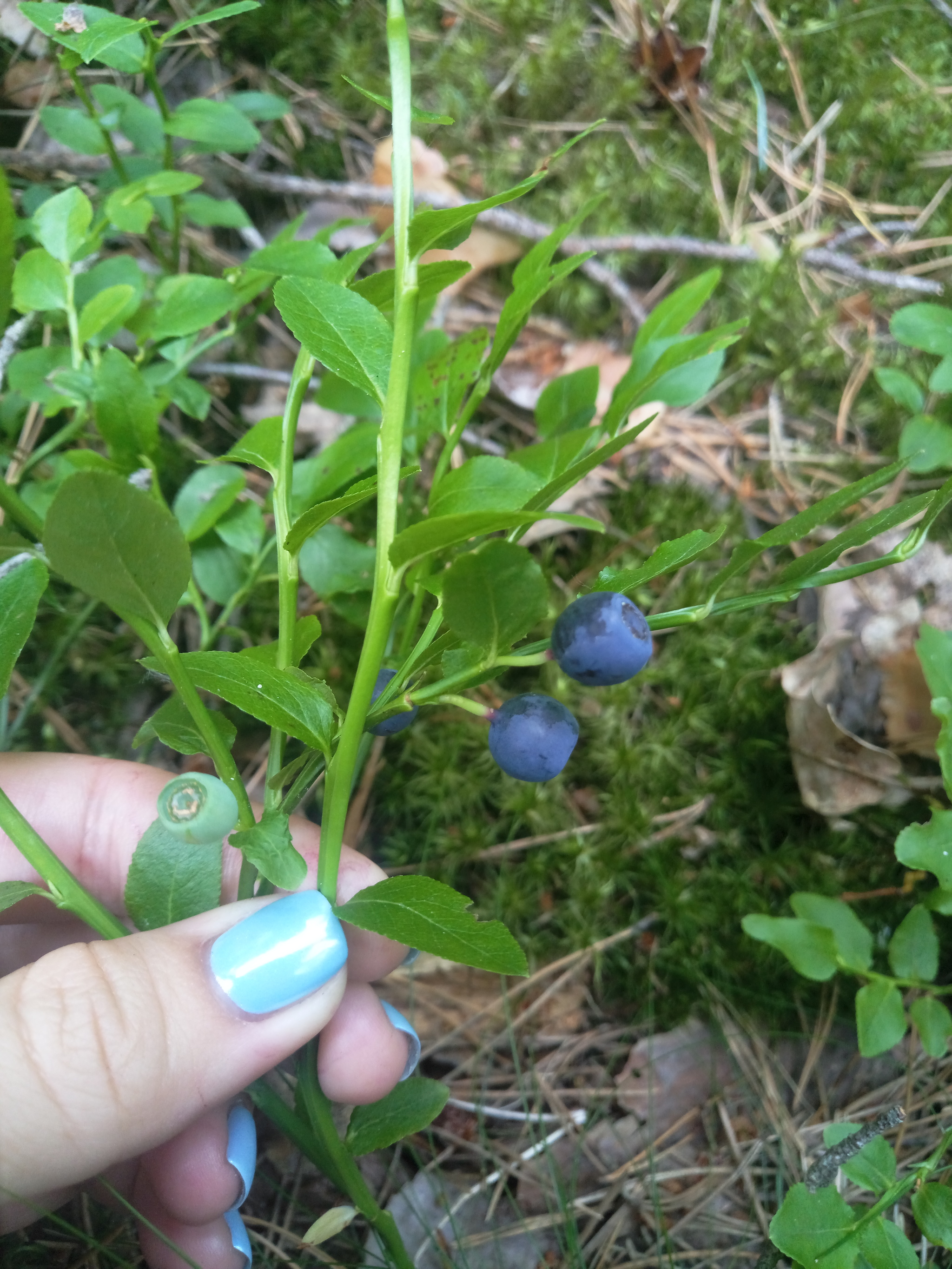 What Ukrainians like about the Republic of Belarus) - My, Republic of Belarus, Forest, Childhood, Memories, The photo, Nature, Longpost