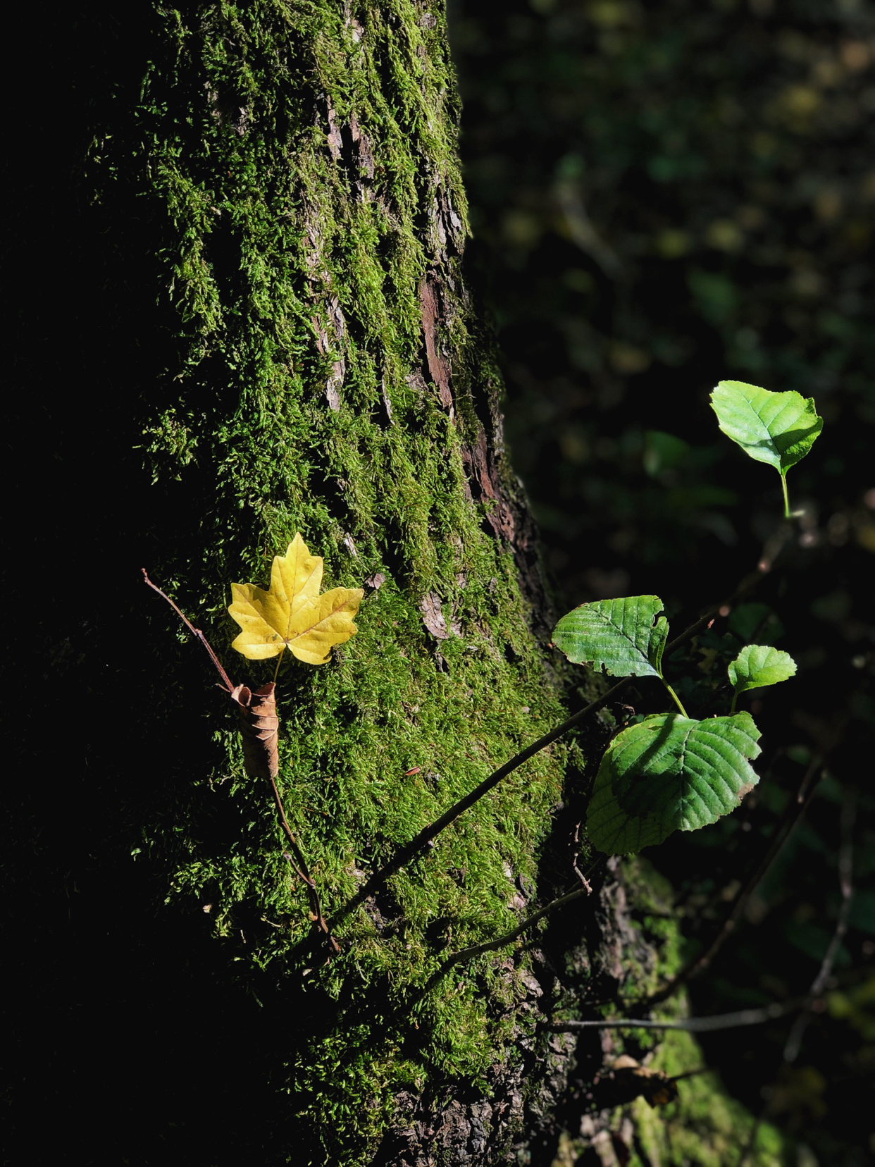 Weekend photo IIX - My, Nature, Forest, The mountains, The photo, Longpost