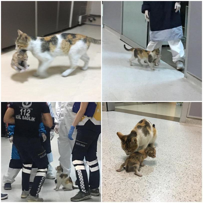 A stray mother cat brought her kitten to the emergency room in Istanbul. The doctors decided to help them and took them to the veterinarian - cat, Kittens, Istanbul