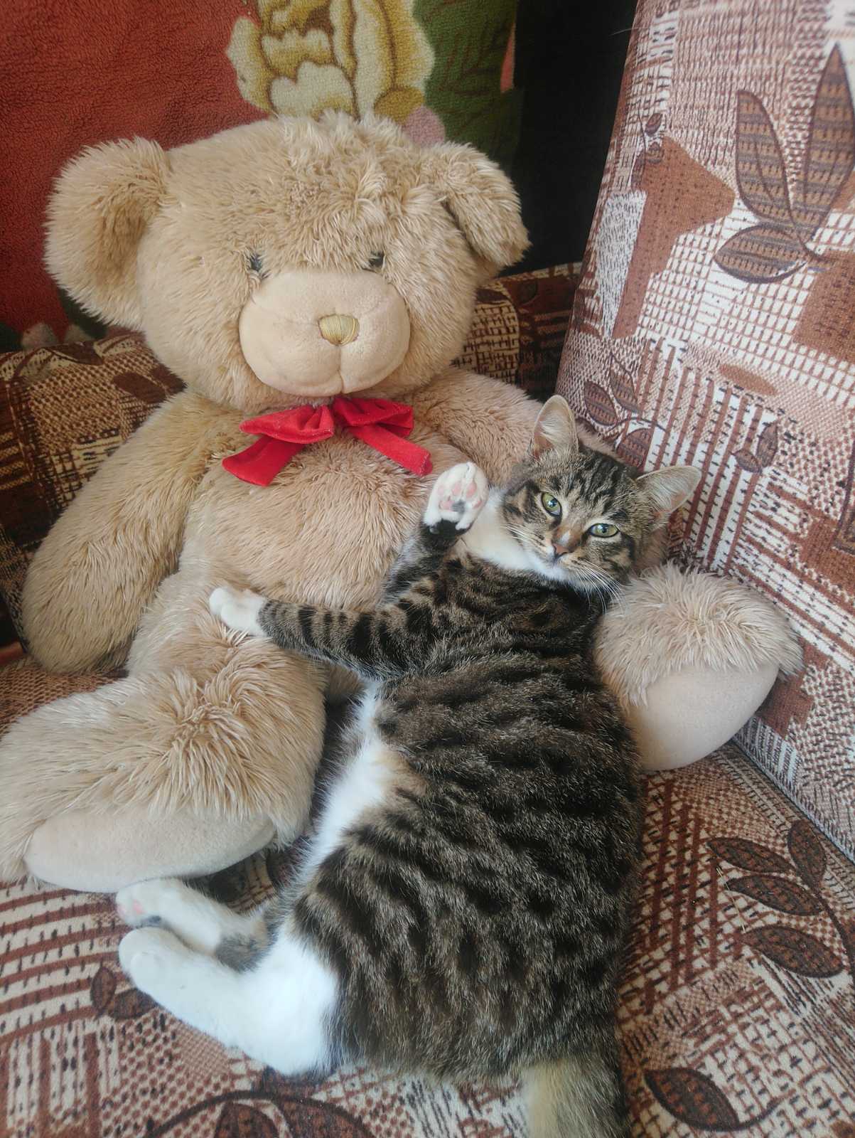 Hi all! - My, cat, Teddy bear, Sofa