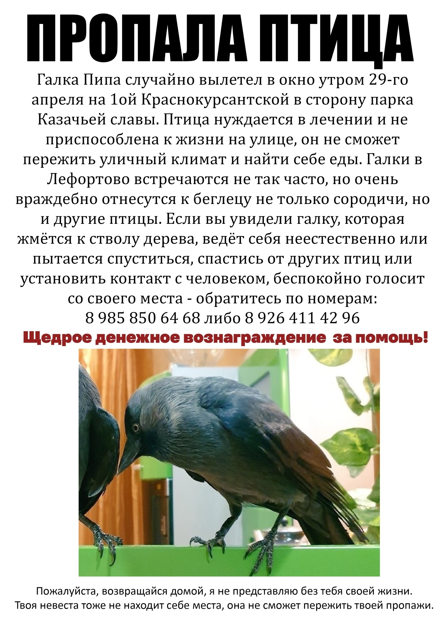 Пропало да и птички тоже. Пропавшие птицы. Исчезающие птицы Москвы. Галки в Москве птицы. Птица нету.