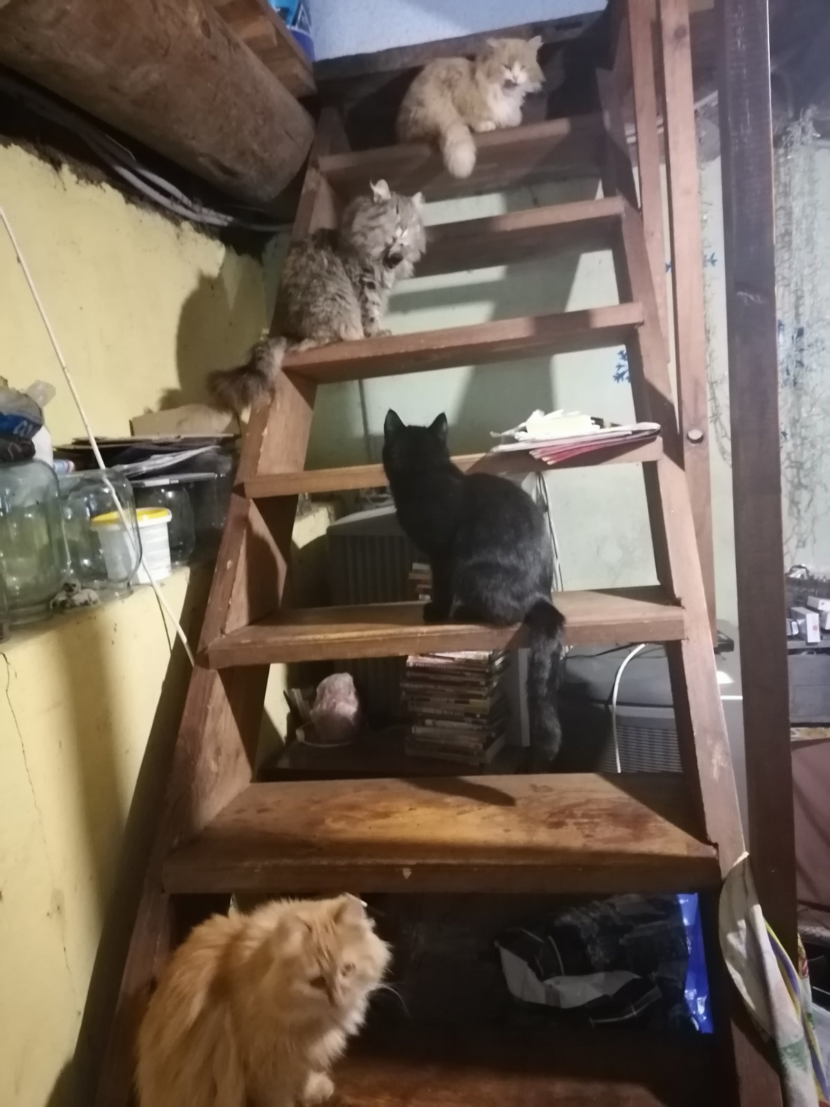 Queue for food - My, cat, Stairs, Pets