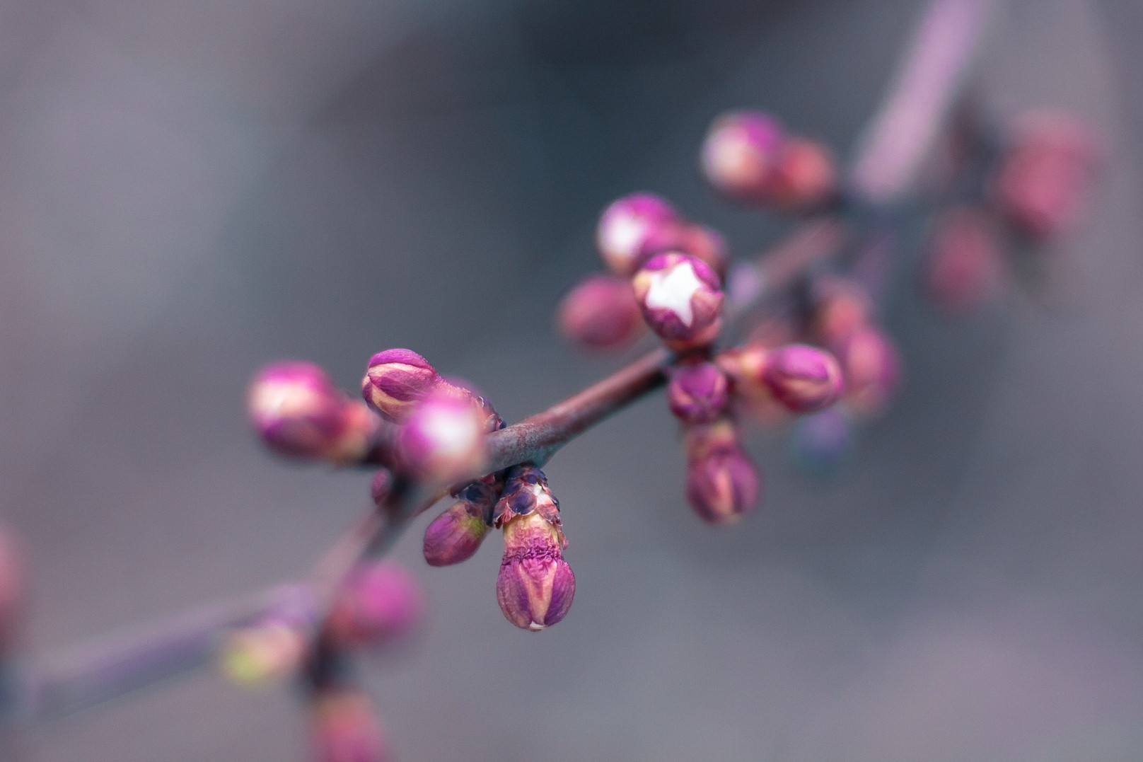 Spring in self-isolation - My, Beginning photographer, The photo, Bloom, I want criticism, Longpost