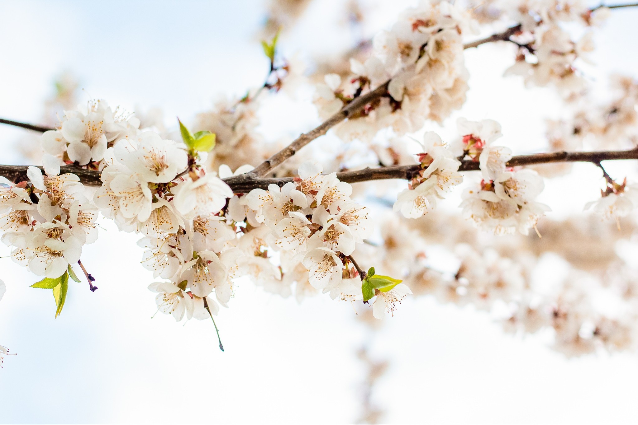 Spring in self-isolation - My, Beginning photographer, The photo, Bloom, I want criticism, Longpost