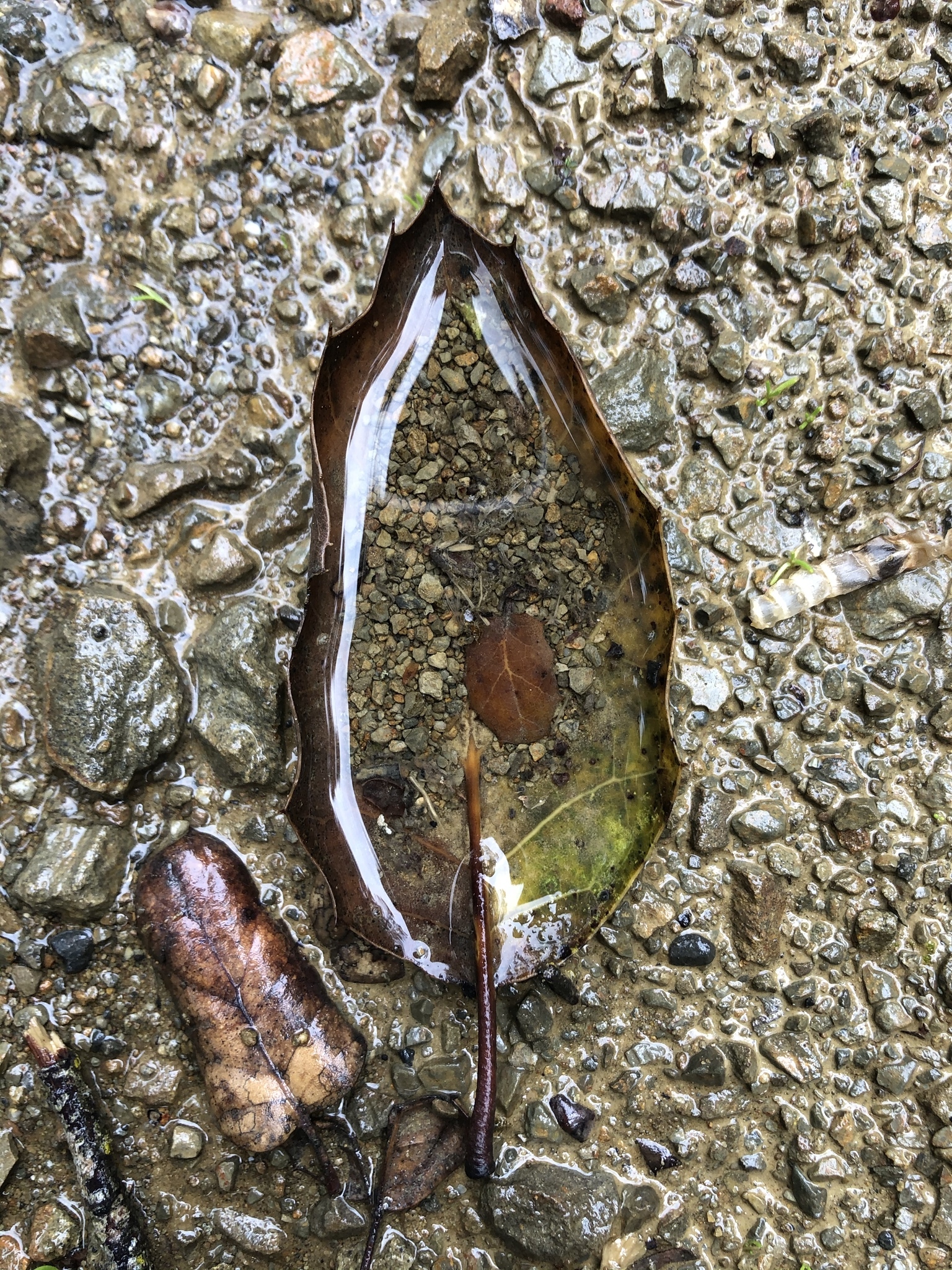 Small world inside a leaf - Sheet, The photo, beauty