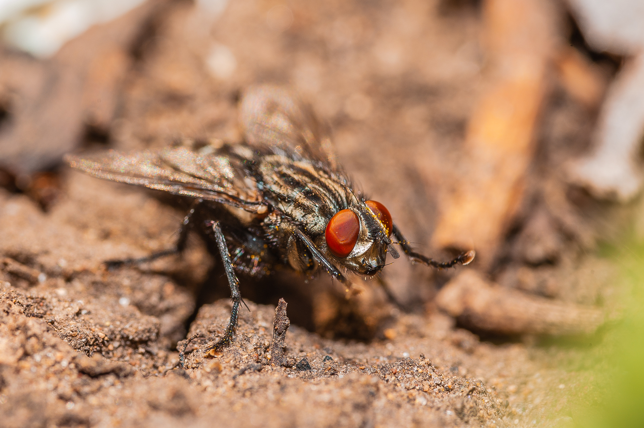 Bee, fly and spider.... Na na na - My, Nikon, Bees, Муха, Spider, Arachnids, The photo, Macro photography, Kazakhstan, Longpost