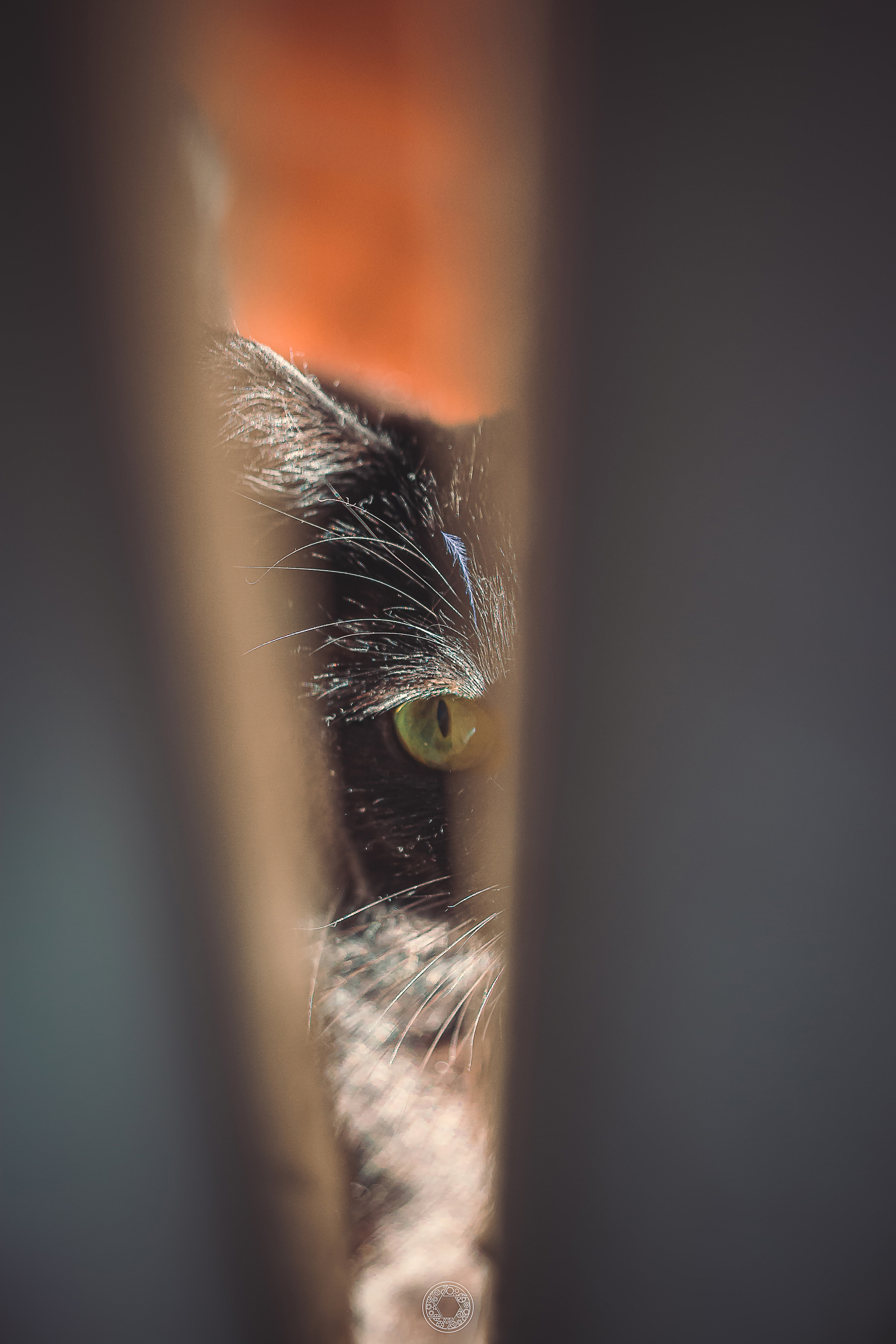 So meow - My, cat, Manual optics, Longpost, I want criticism