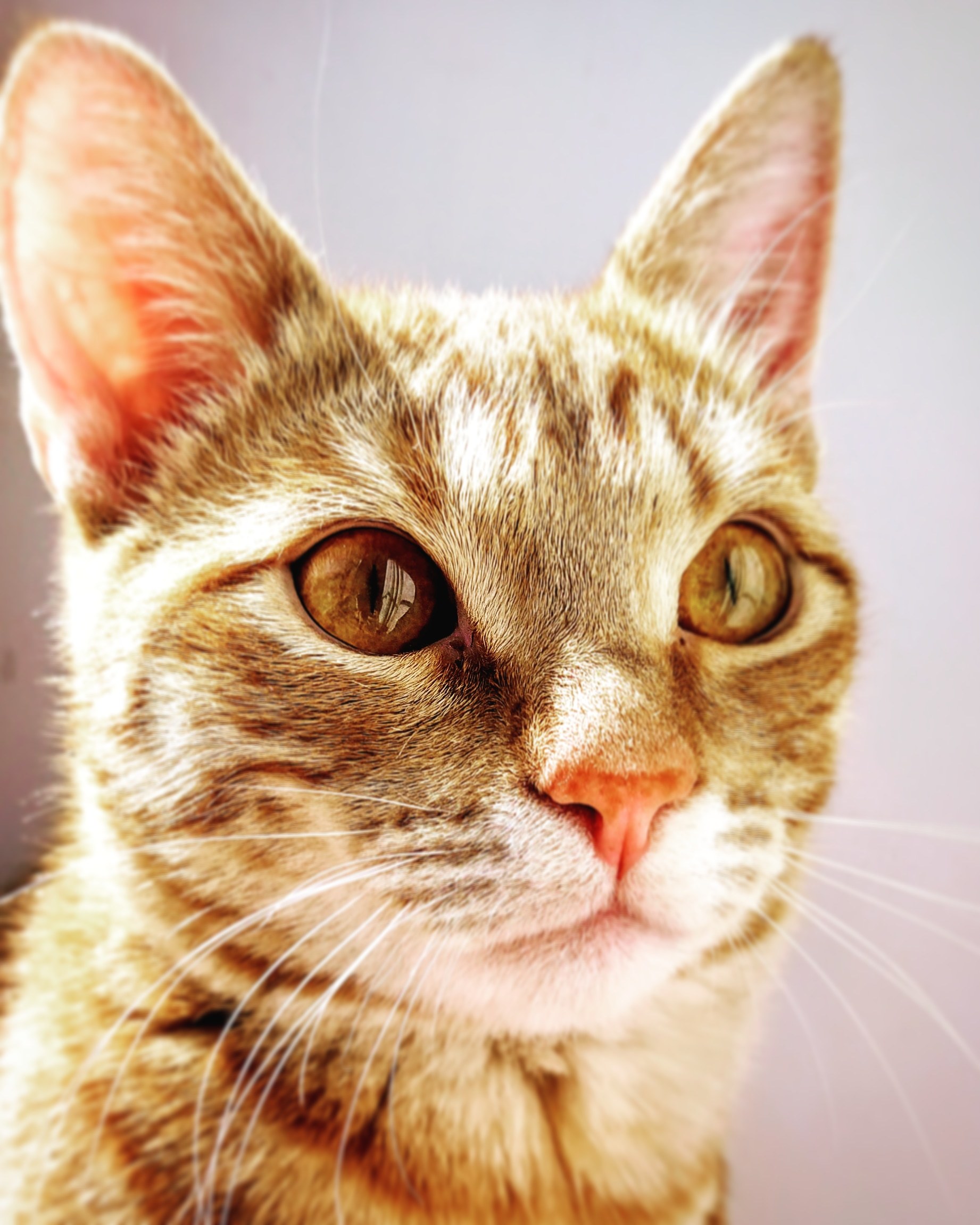 My mustachioed photo model! - My, cat, Kittens, Longpost, Redheads