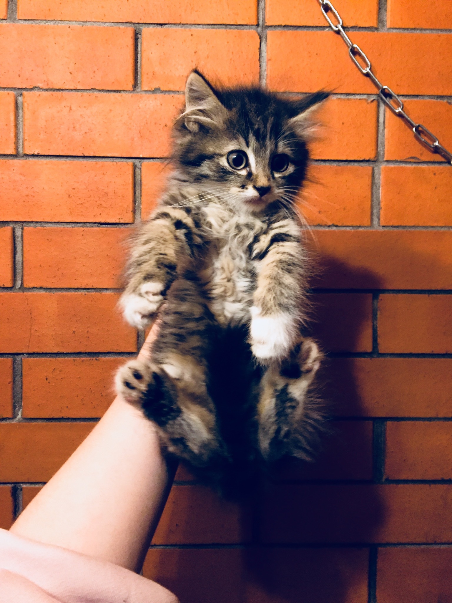 Two kittens rescued from the basement today are looking for their home. Girl and boy. St. Petersburg and Leningrad Region [UPD Hosts found] - My, cat, No rating, Saint Petersburg, Leningrad region, In good hands, Animal Rescue, Kittens, Longpost