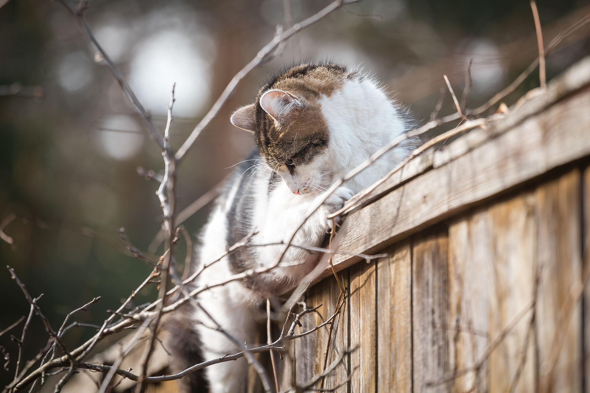 Uninvited guest - My, cat, Dog, Cats and dogs together, Village, The photo, Longpost