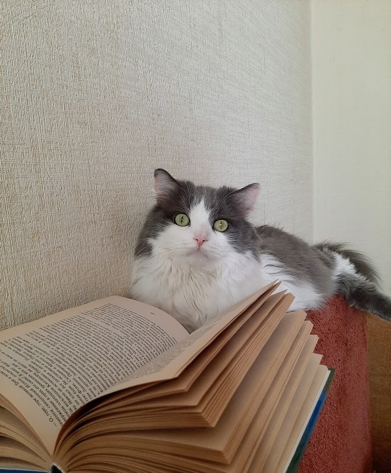 Кот читает. Книги о домашних животных картинки. Животное с книгой. Читающий кот картинки. Pet reading 5