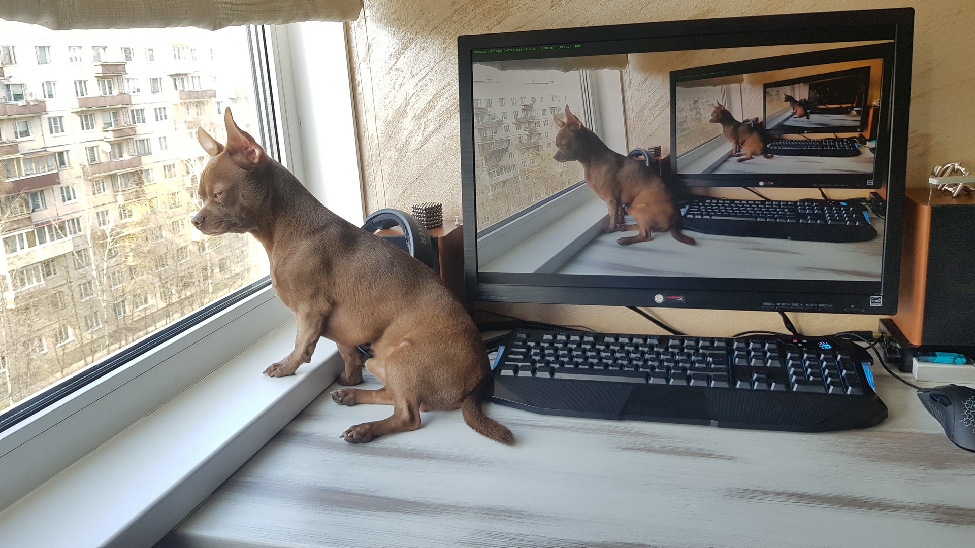 Edik and the window - My, The photo, Chihuahua, Dog