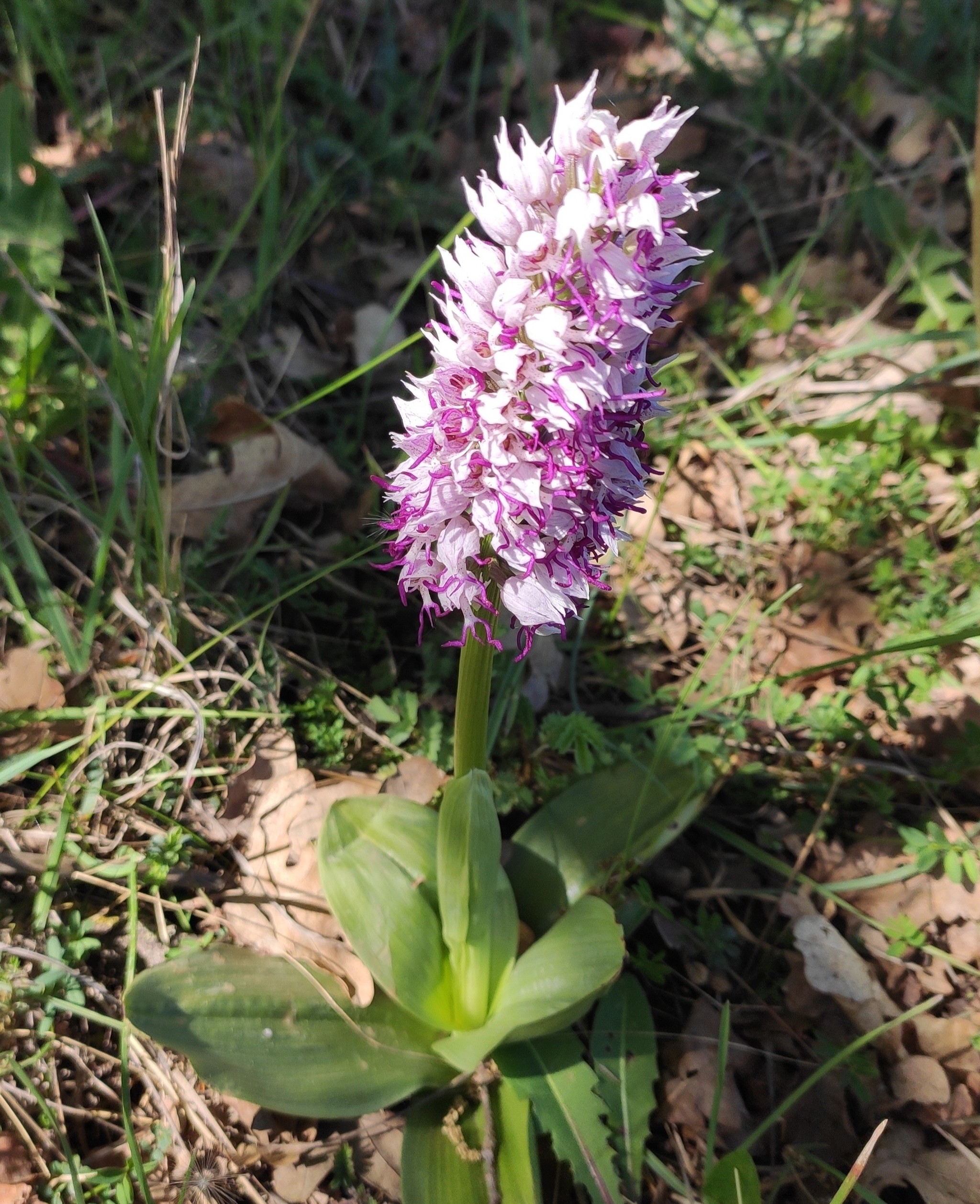 Orchis - My, Flowers, Orchids, Forest, Longpost