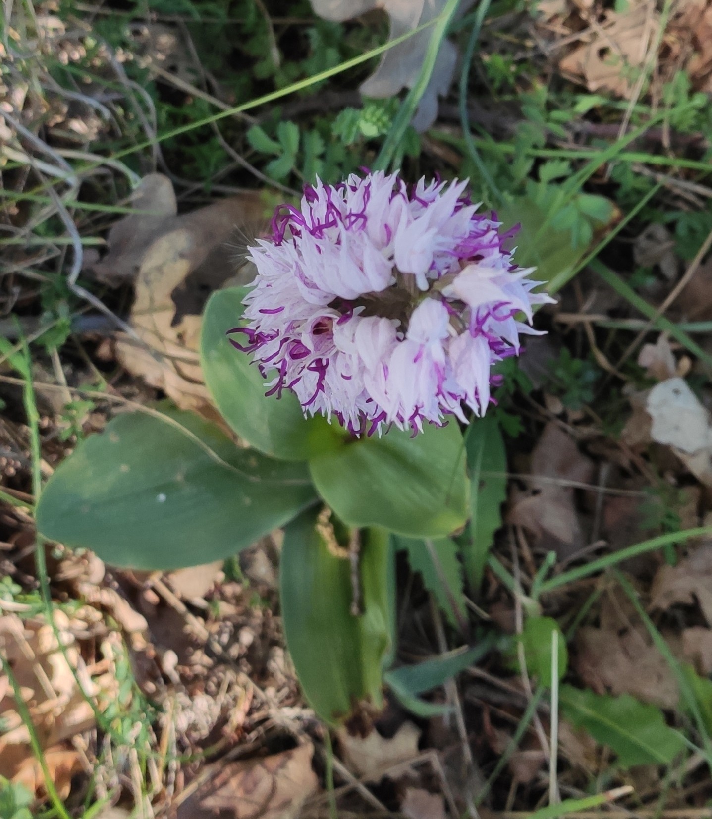 Orchis - My, Flowers, Orchids, Forest, Longpost