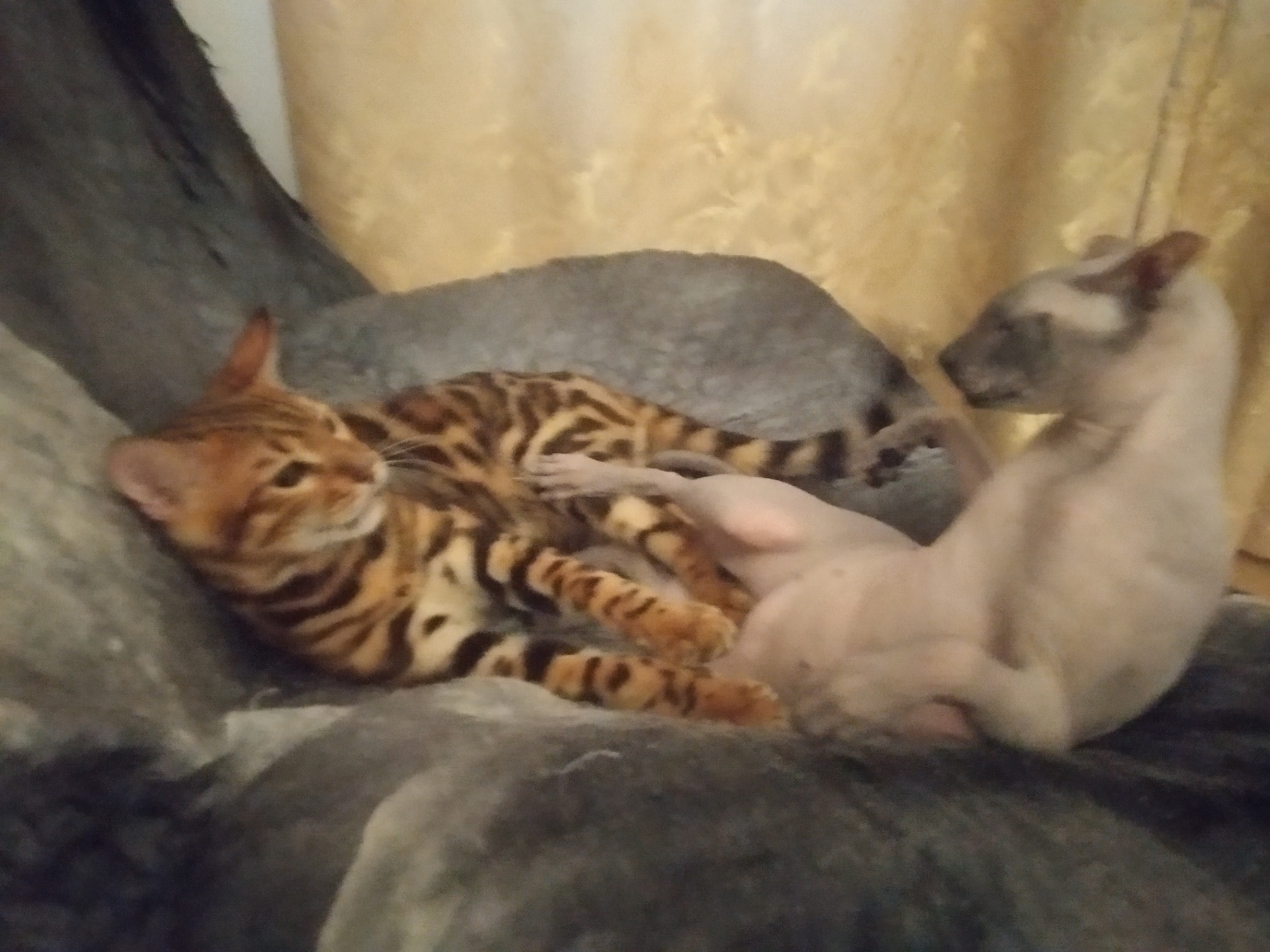 Hey cats - My, Don Sphynx, Bengal cat, Longpost, cat