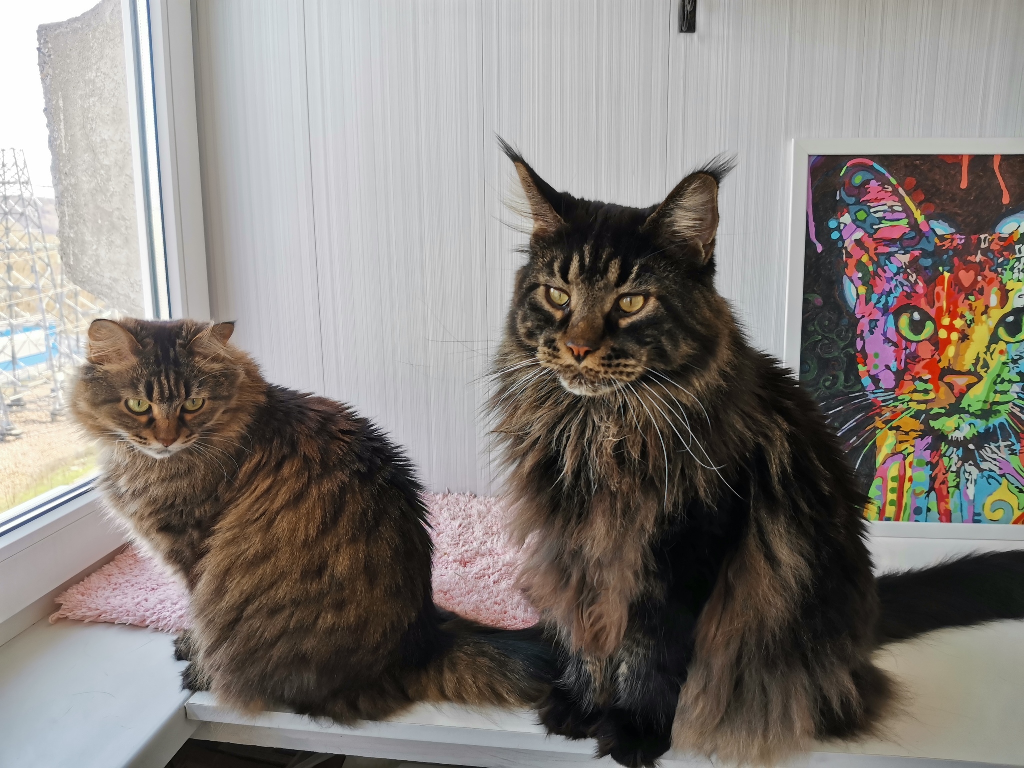 When cats get tired of people - My, cat, Maine Coon, Pets, Longpost