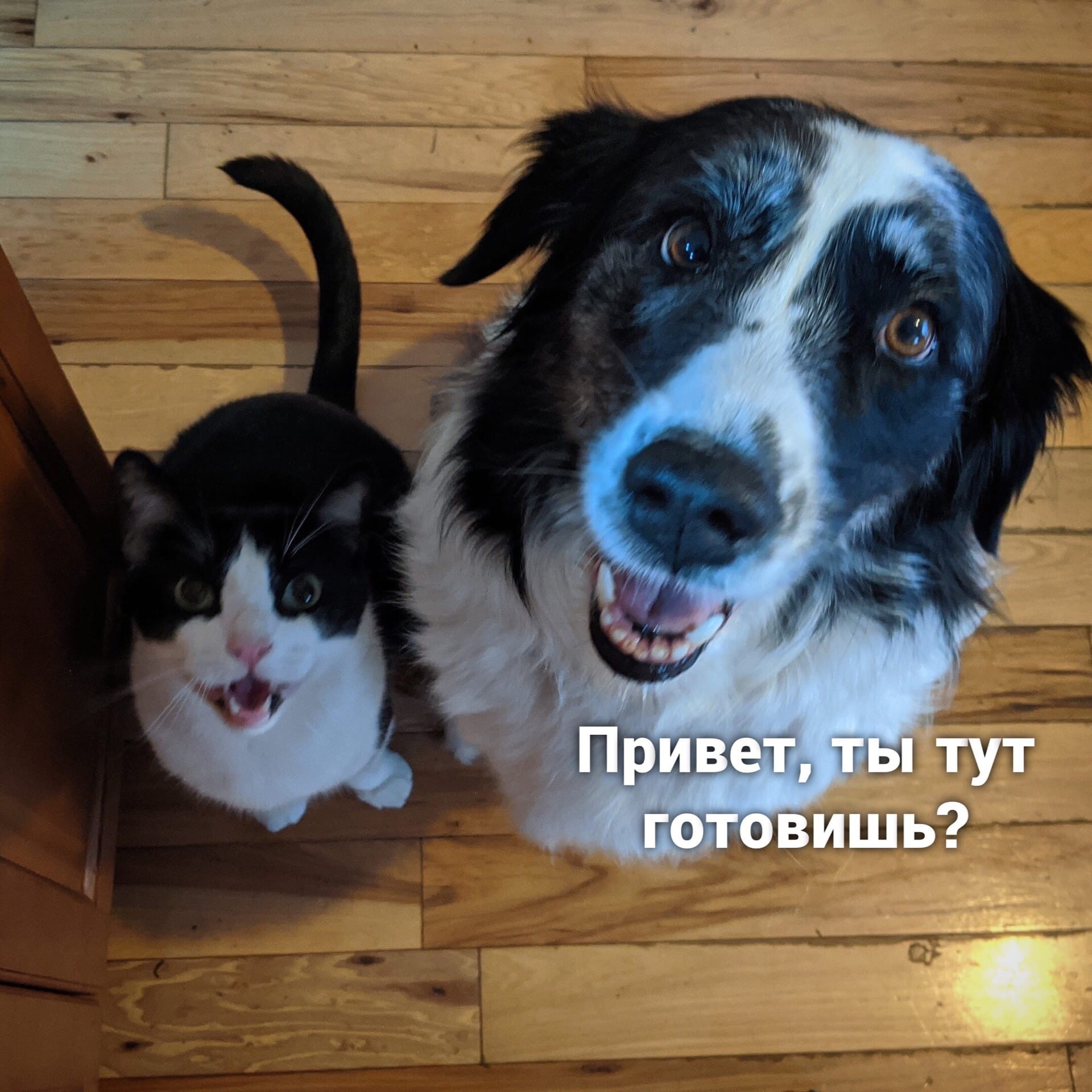 Difference between cat and dog - cat, Dog, Picture with text, Longpost