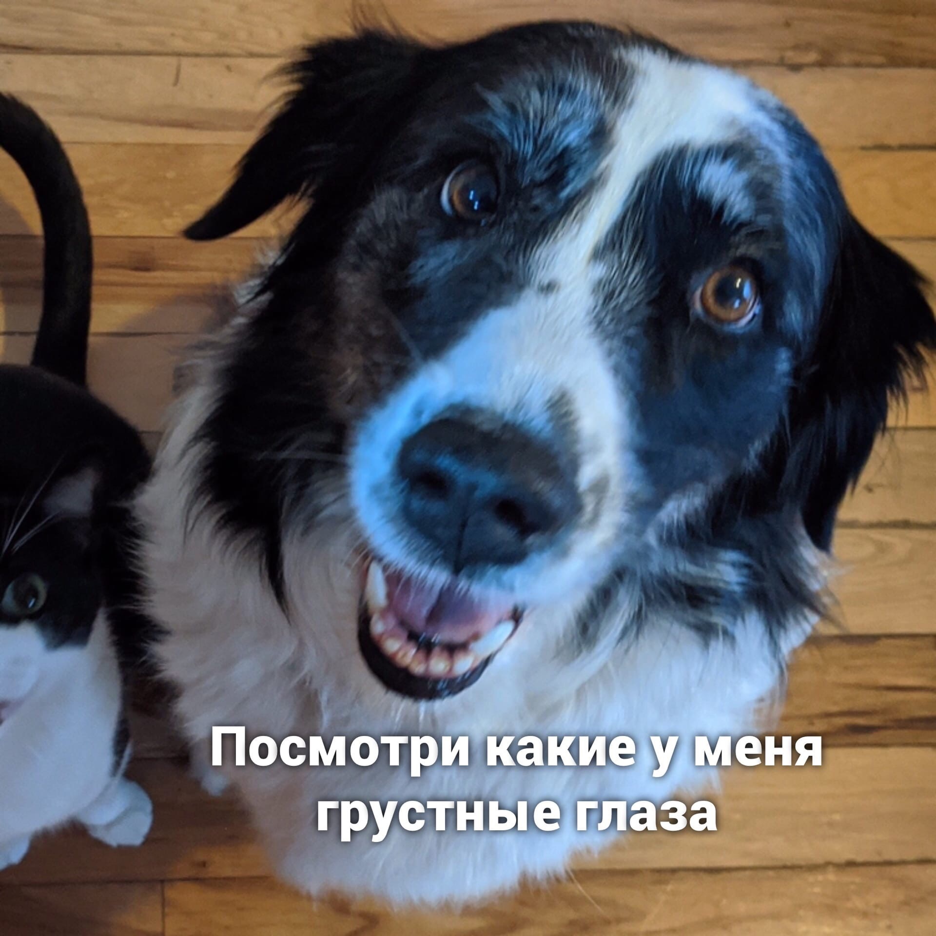 Difference between cat and dog - cat, Dog, Picture with text, Longpost