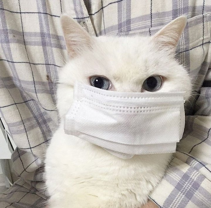 Wearing a mask - cat, Mask, Coronavirus, Safety, Milota, Pet, Pets, Longpost