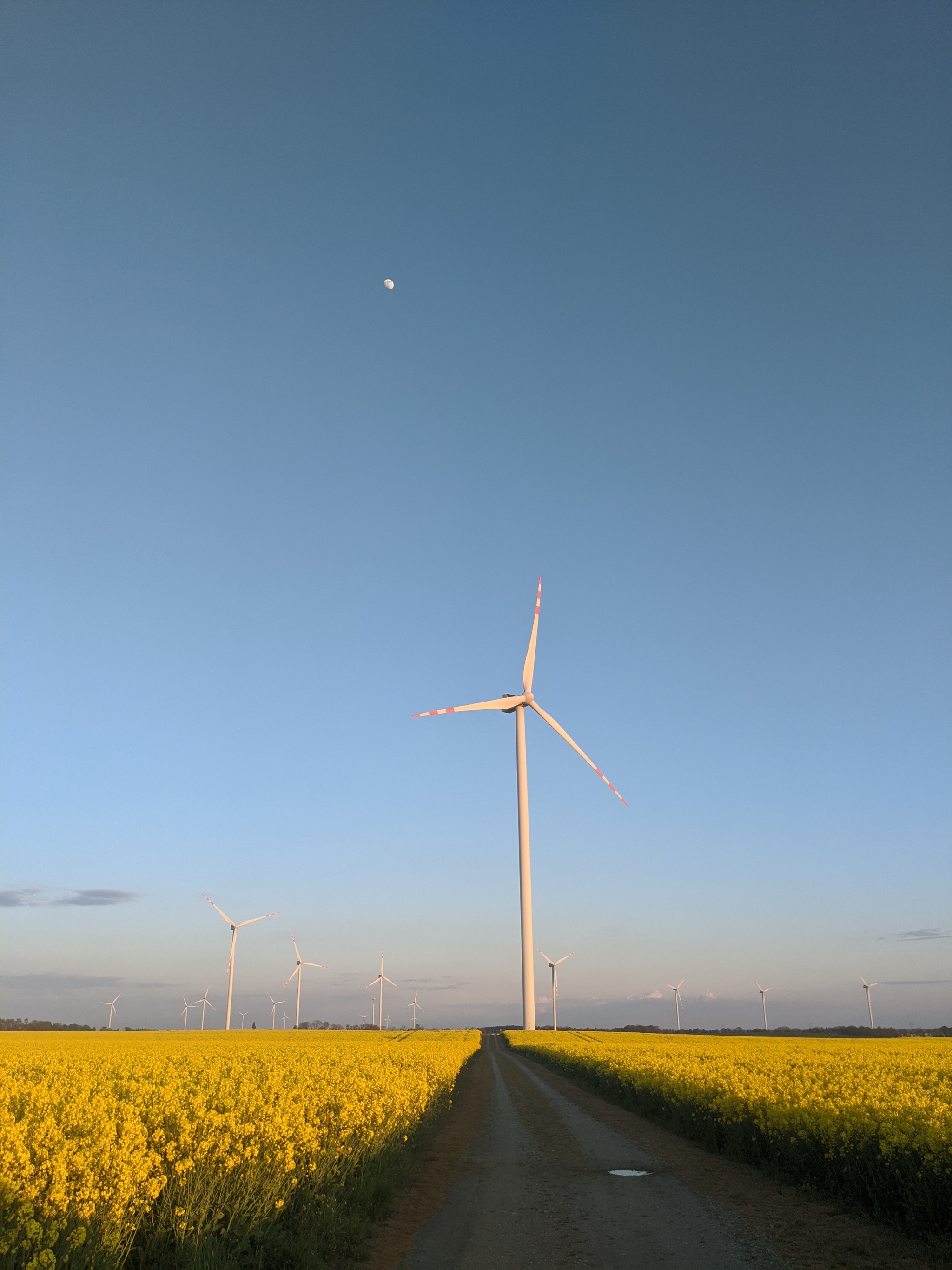 Wind turbines in rapeseed fields - My, Wind generator, rapeseed field, Sunset, Longpost