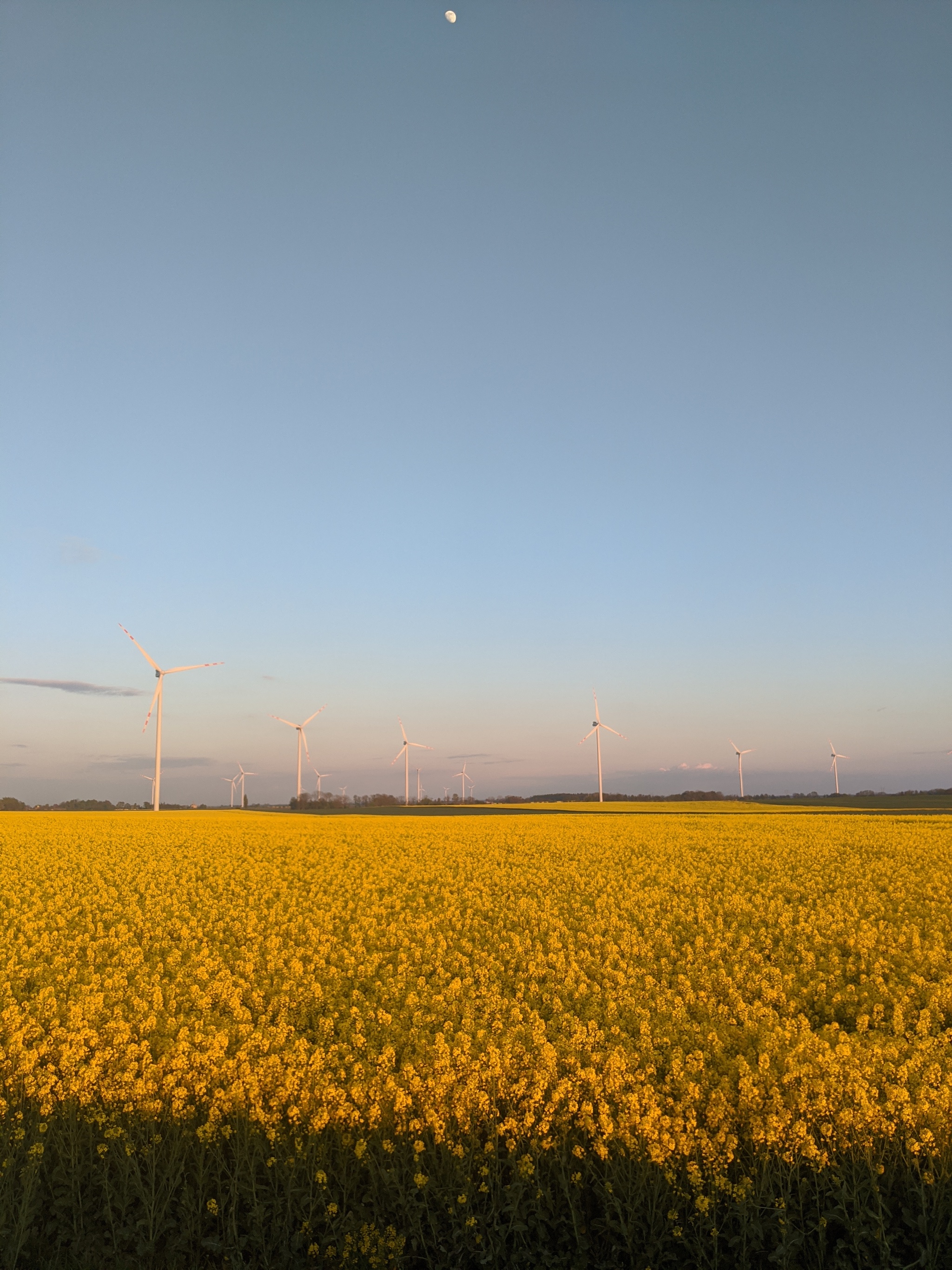 Wind turbines in rapeseed fields - My, Wind generator, rapeseed field, Sunset, Longpost