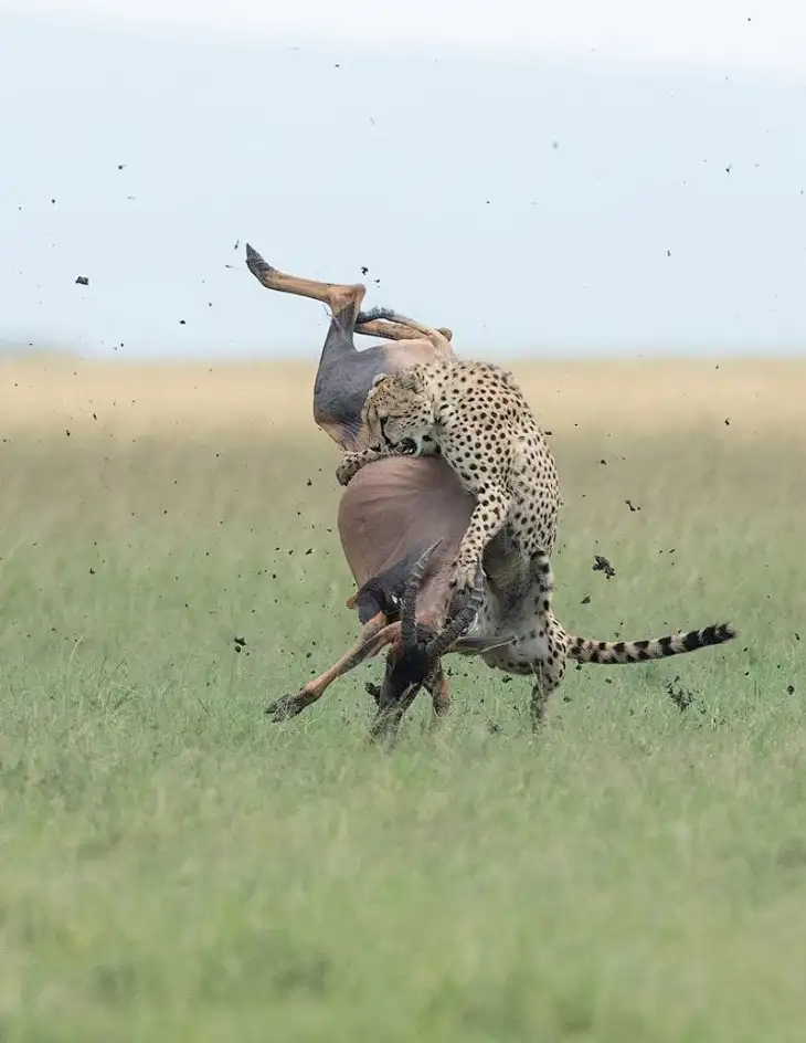 It's interesting in Africa... - Cheetah, Hunting, Kenya, Africa, Reserves and sanctuaries, Masai Mara, Longpost, Animals