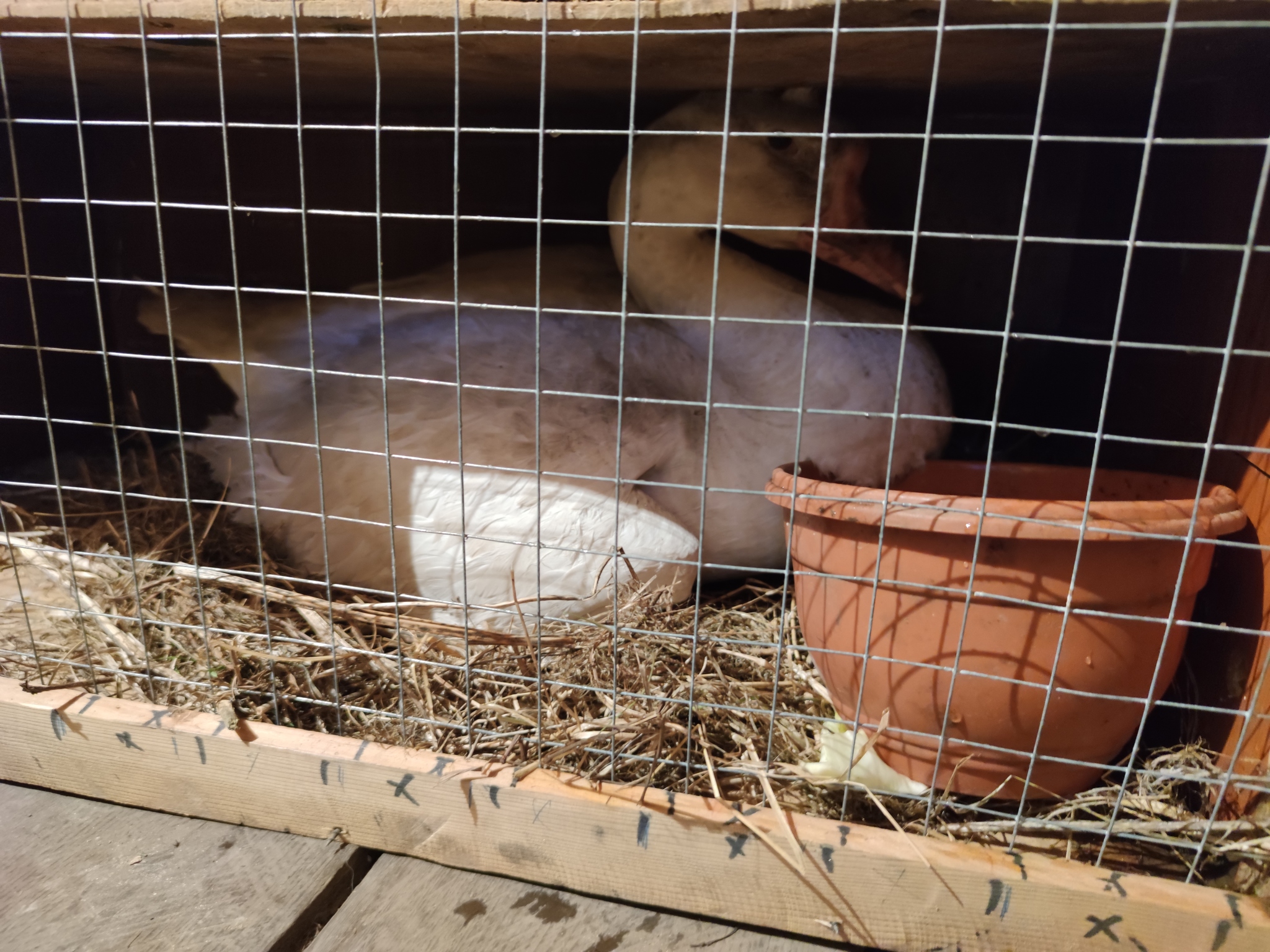 Gave a goose with eggs - My, Гусь, Сельское хозяйство