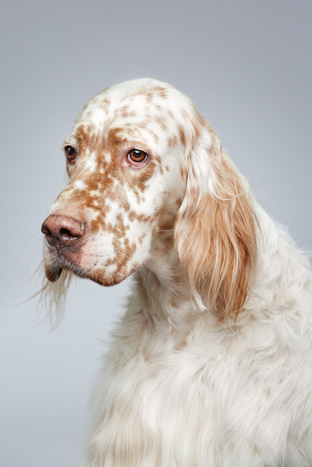 Dog show - Dog, The photo, Longpost