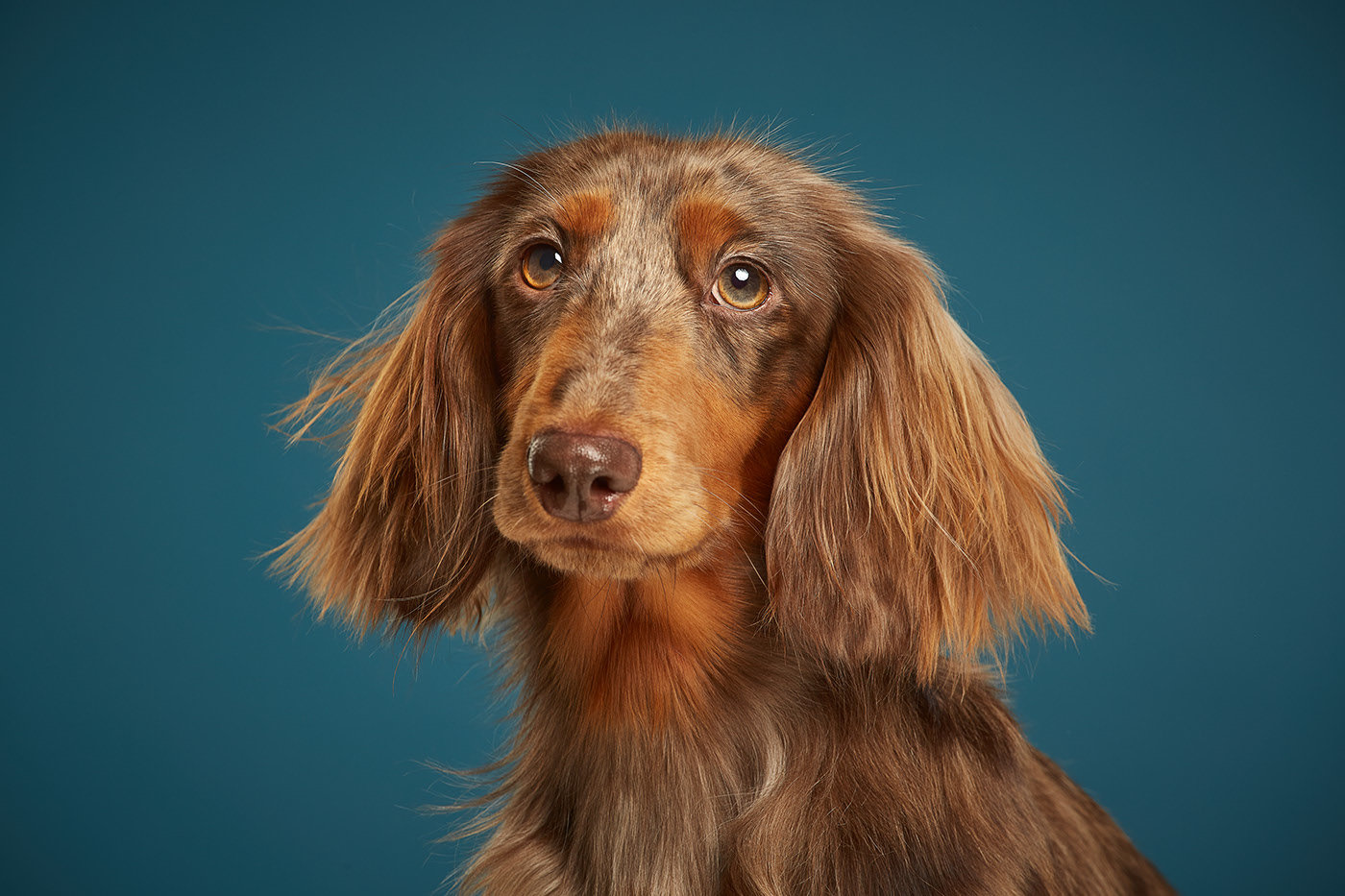 Dog show - Dog, The photo, Longpost