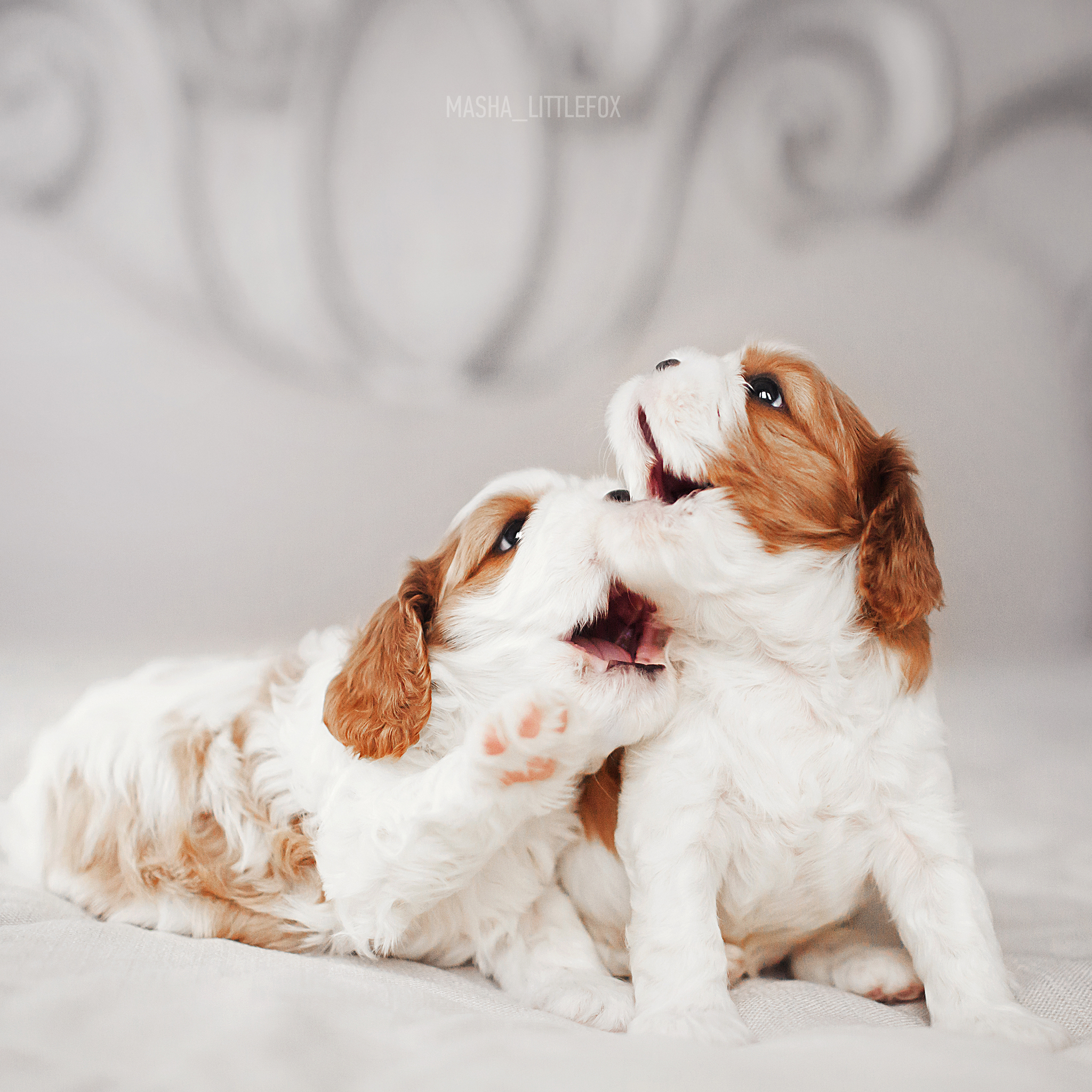 Just little puppies :) - My, Milota, Puppies, Cavalier king charles spaniel, Children, Dog, Pets, Longpost, Kus