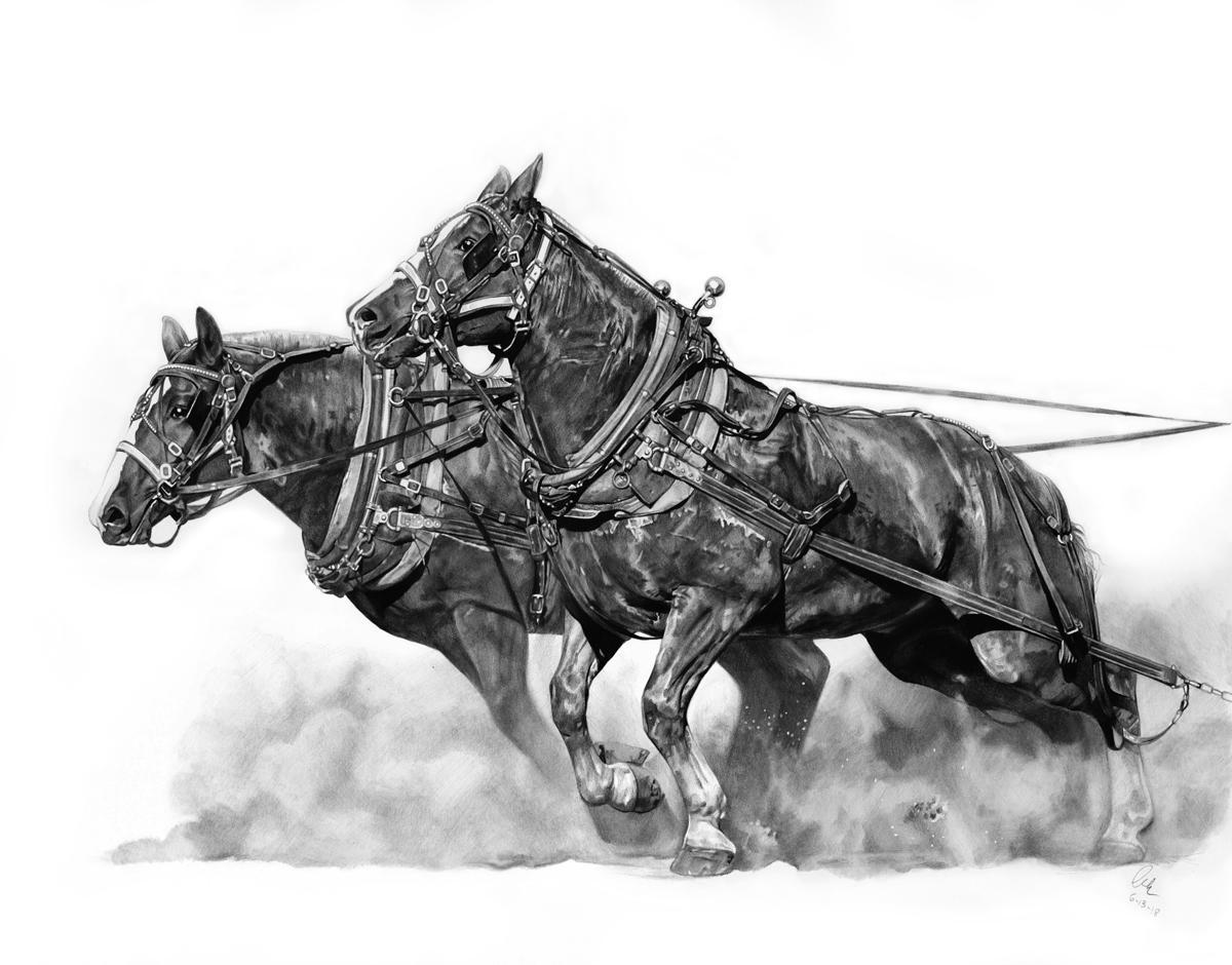 Impressive pencil drawing - Pencil drawing, Drawing, Horses, From the network