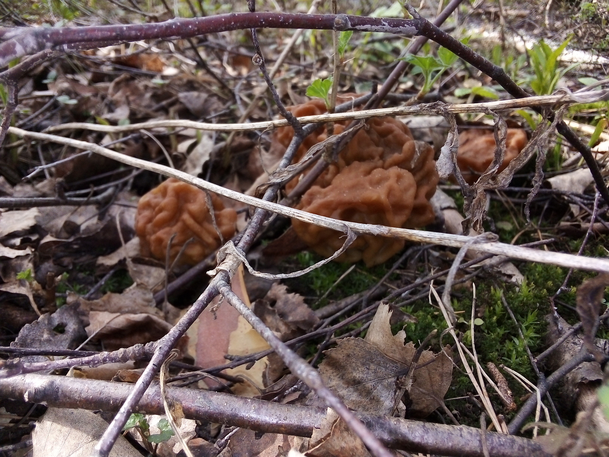 From the series “Who knows if these mushrooms are edible?” - My, Photo on sneaker, Mushrooms, Forest, Longpost