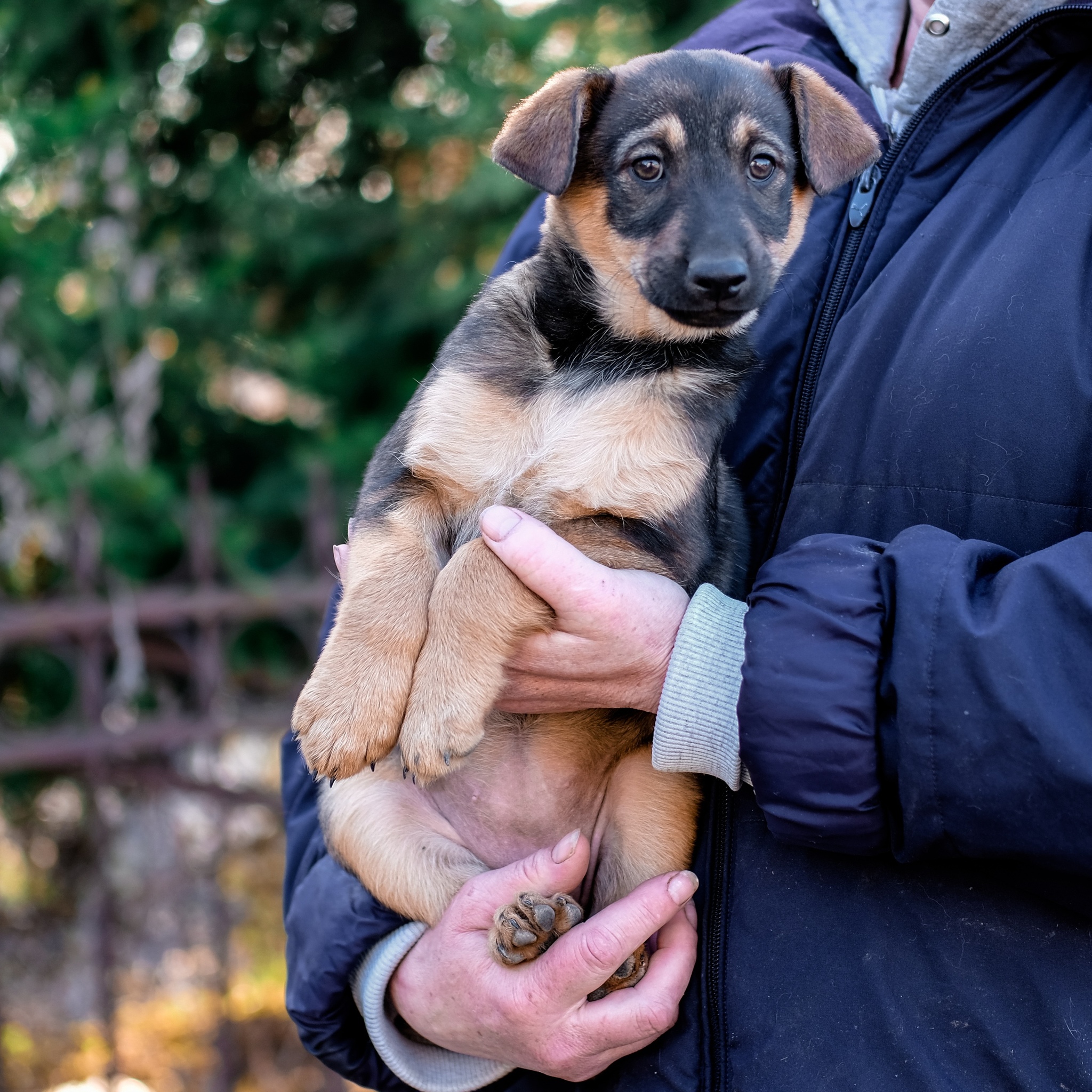 Moscow and Moscow Region! Two charming girls in good hands - My, In good hands, Moscow, Moscow region, Dog, Puppies, Pets, Longpost, No rating