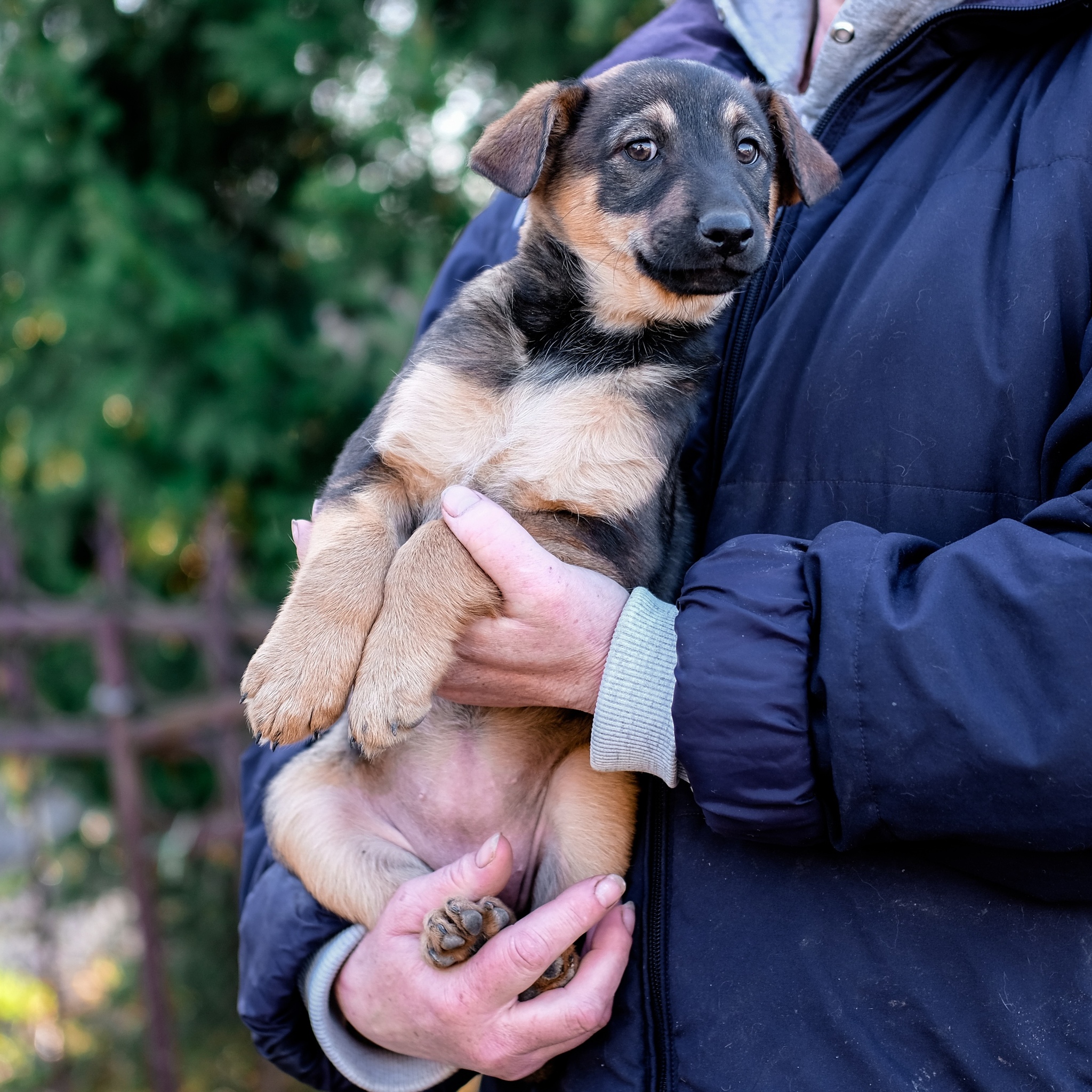 Moscow and Moscow Region! Two charming girls in good hands - My, In good hands, Moscow, Moscow region, Dog, Puppies, Pets, Longpost, No rating