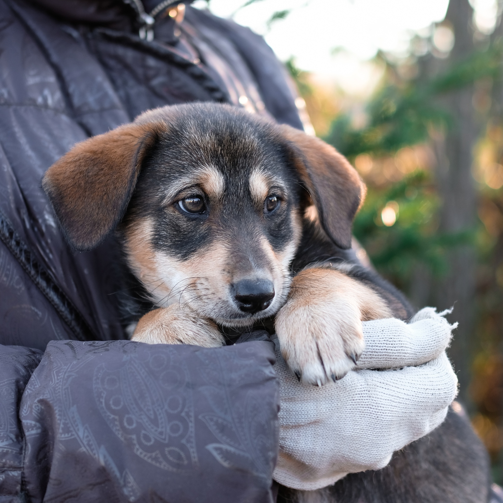 Moscow and Moscow Region! Two charming girls in good hands - My, In good hands, Moscow, Moscow region, Dog, Puppies, Pets, Longpost, No rating