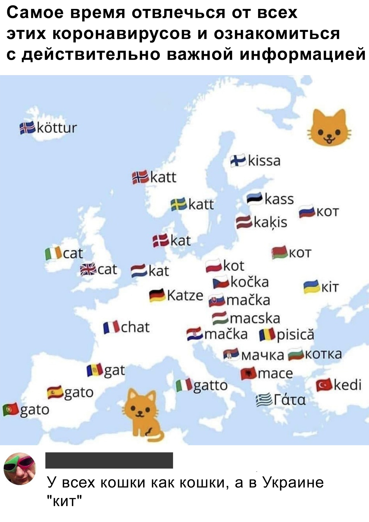 Как называют котов в других странах | Пикабу