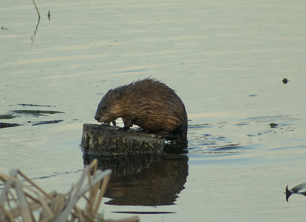 Muskrat, part two - My, Muskrat, Klyazma, River, Animals, Nature, Rodents, Schelkovo, Video, Longpost