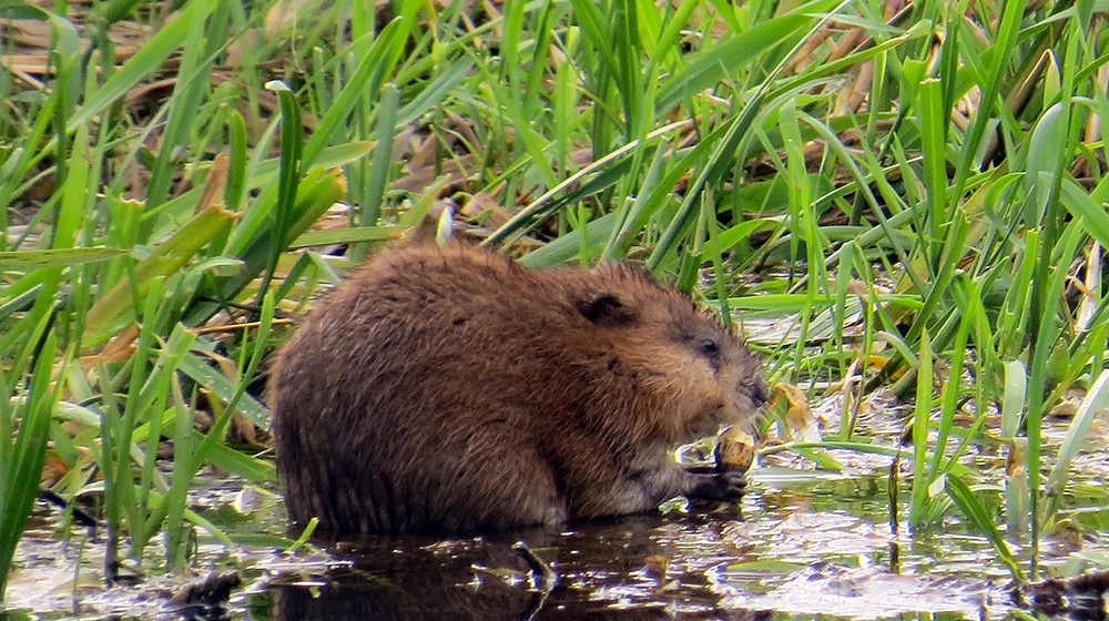 Muskrat, part two - My, Muskrat, Klyazma, River, Animals, Nature, Rodents, Schelkovo, Video, Longpost