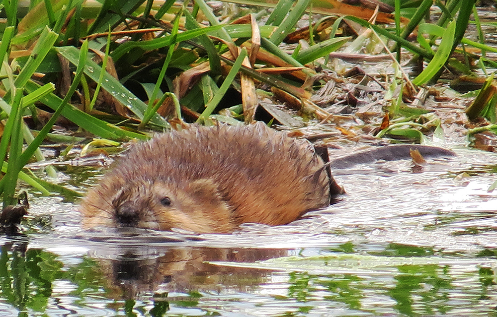 Muskrat, part two - My, Muskrat, Klyazma, River, Animals, Nature, Rodents, Schelkovo, Video, Longpost