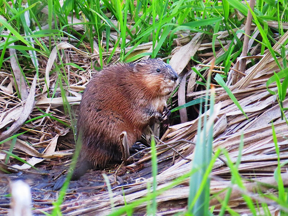 Muskrat, part two - My, Muskrat, Klyazma, River, Animals, Nature, Rodents, Schelkovo, Video, Longpost