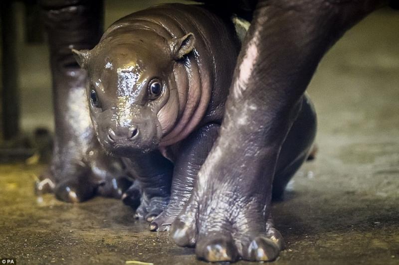 Just hippos - hippopotamus, Children, Young, Longpost