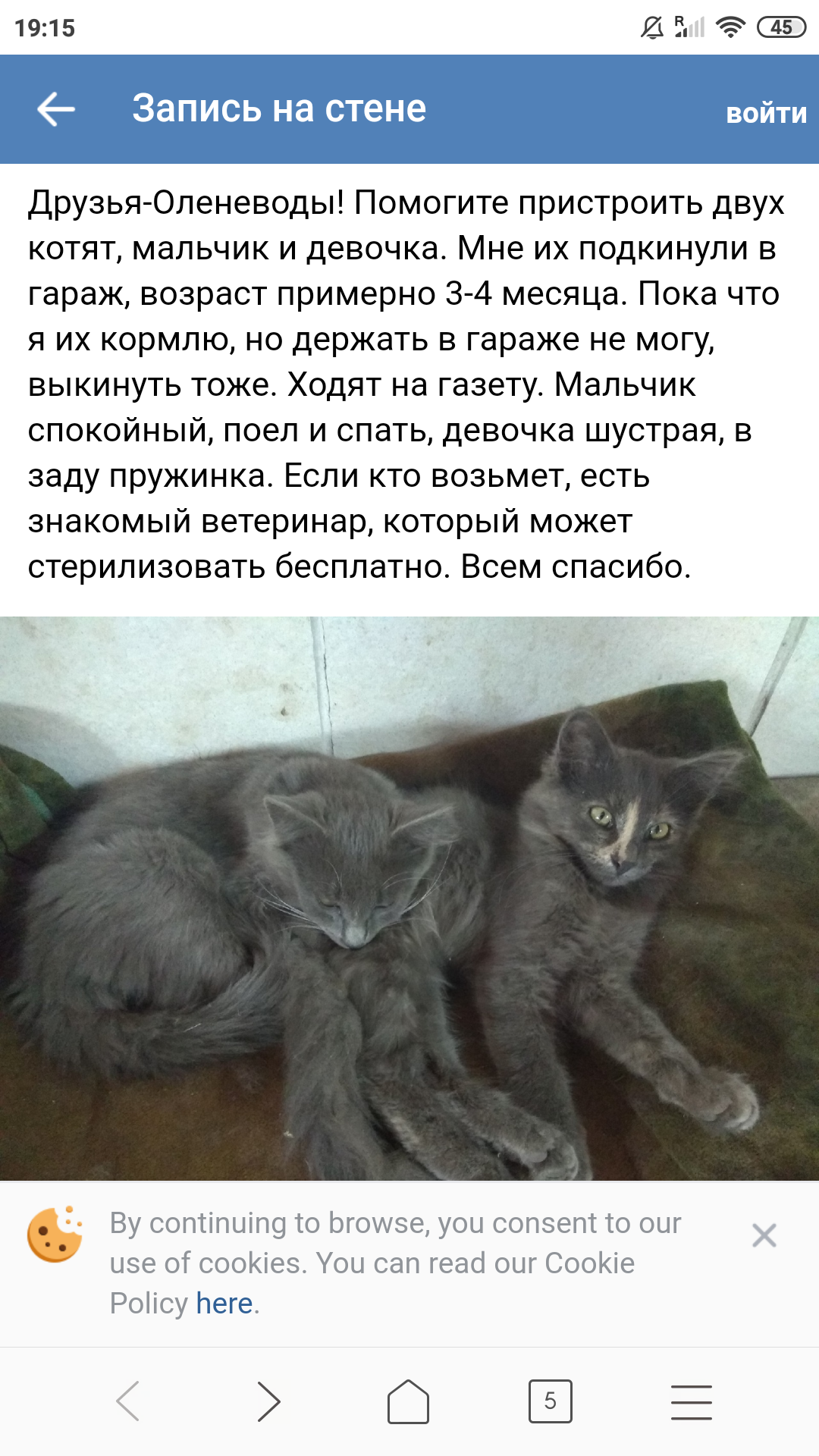 Племяшки - Моё, Котята, Кот, Домашние животные, Длиннопост, Смерть, Негатив