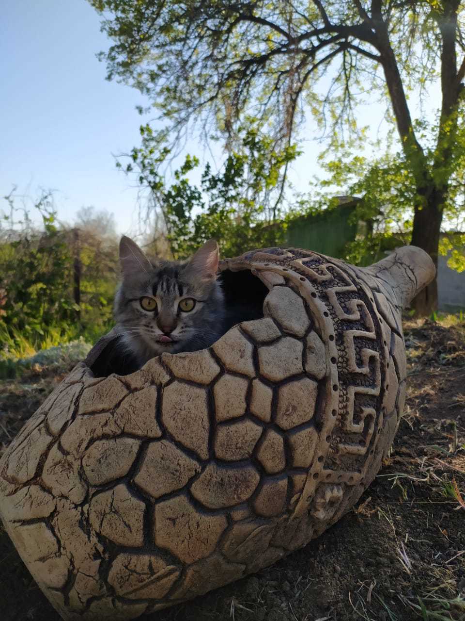 Впервые на улице - Моё, Кот, Фотография, Длиннопост