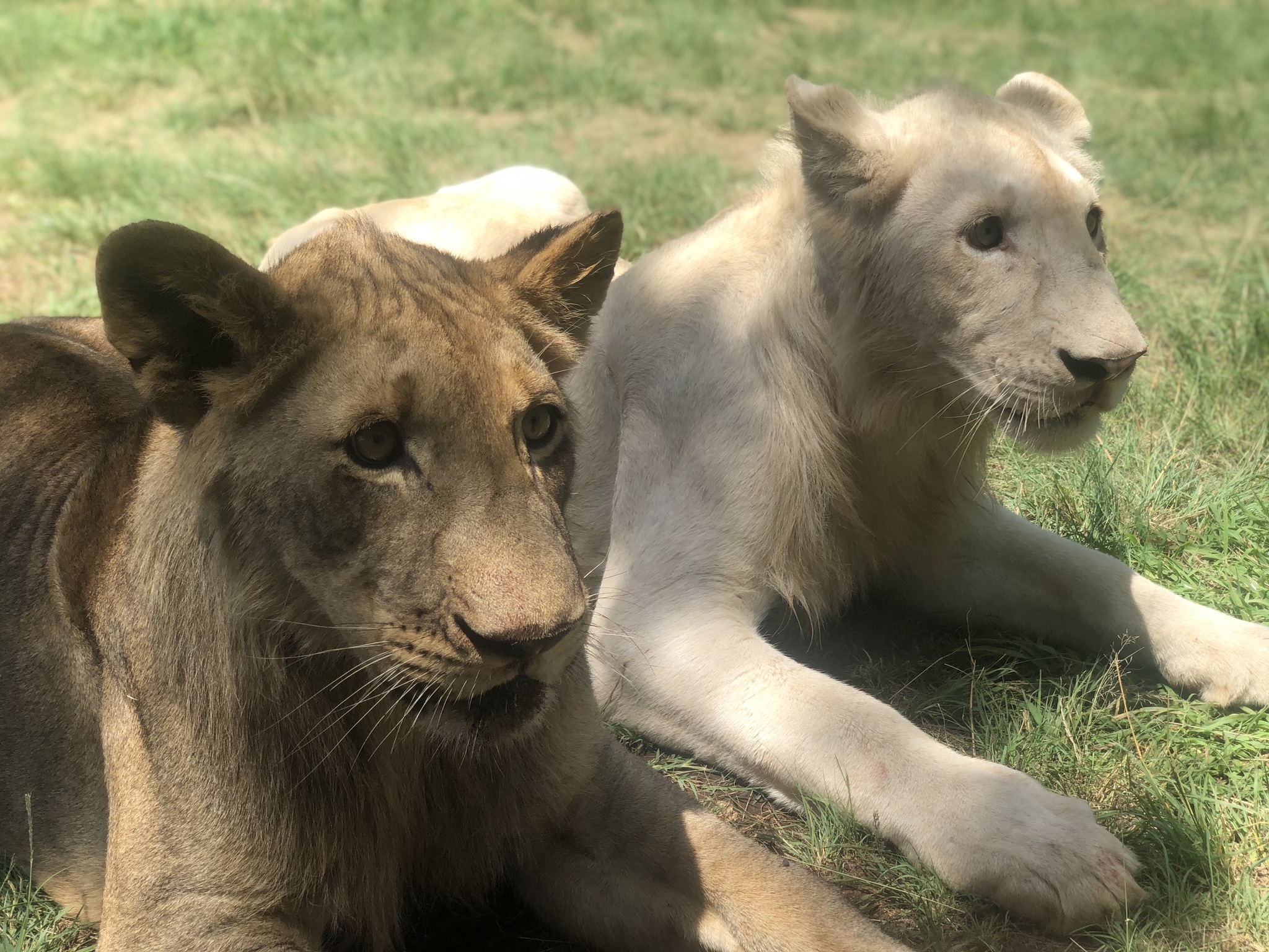 Children go for a walk in Africa - My, a lion, Travels, Tourism, South Africa, Safari, Safari Park, Africa, Longpost