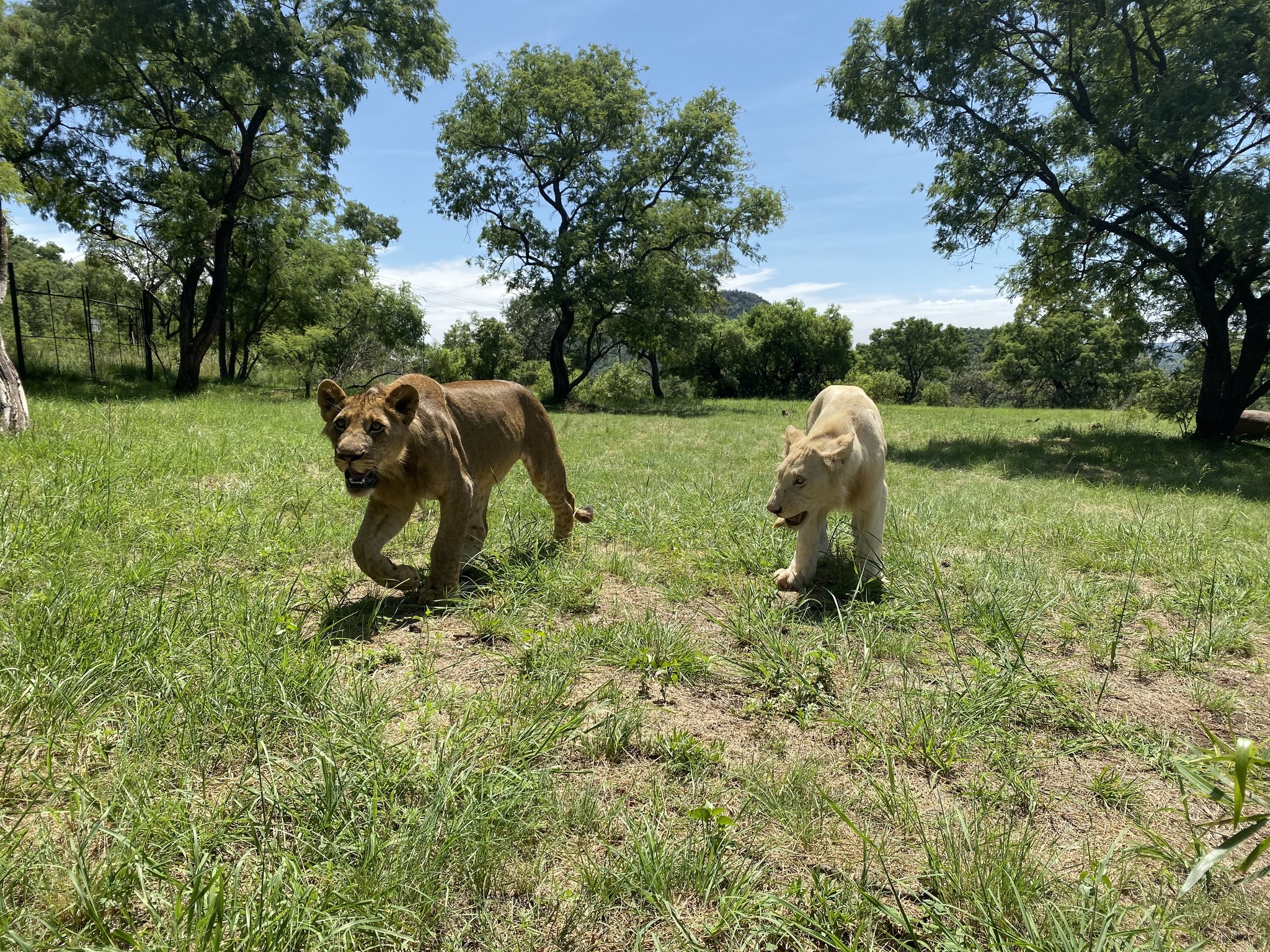 Children go for a walk in Africa - My, a lion, Travels, Tourism, South Africa, Safari, Safari Park, Africa, Longpost