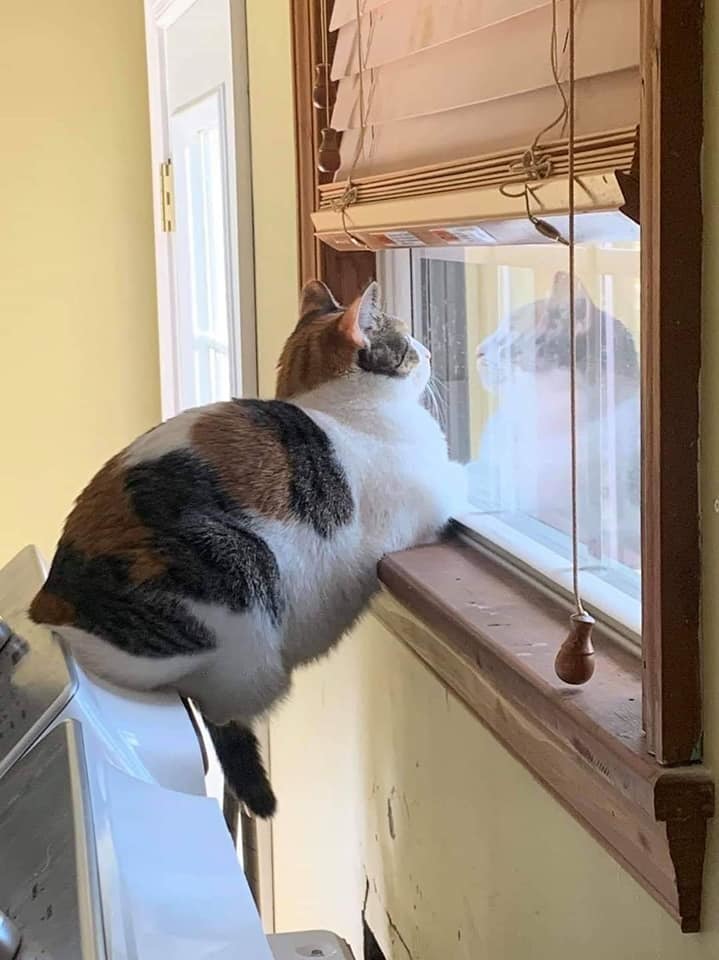 Convenient to watch - cat, Window, Observation, Milota, Longpost